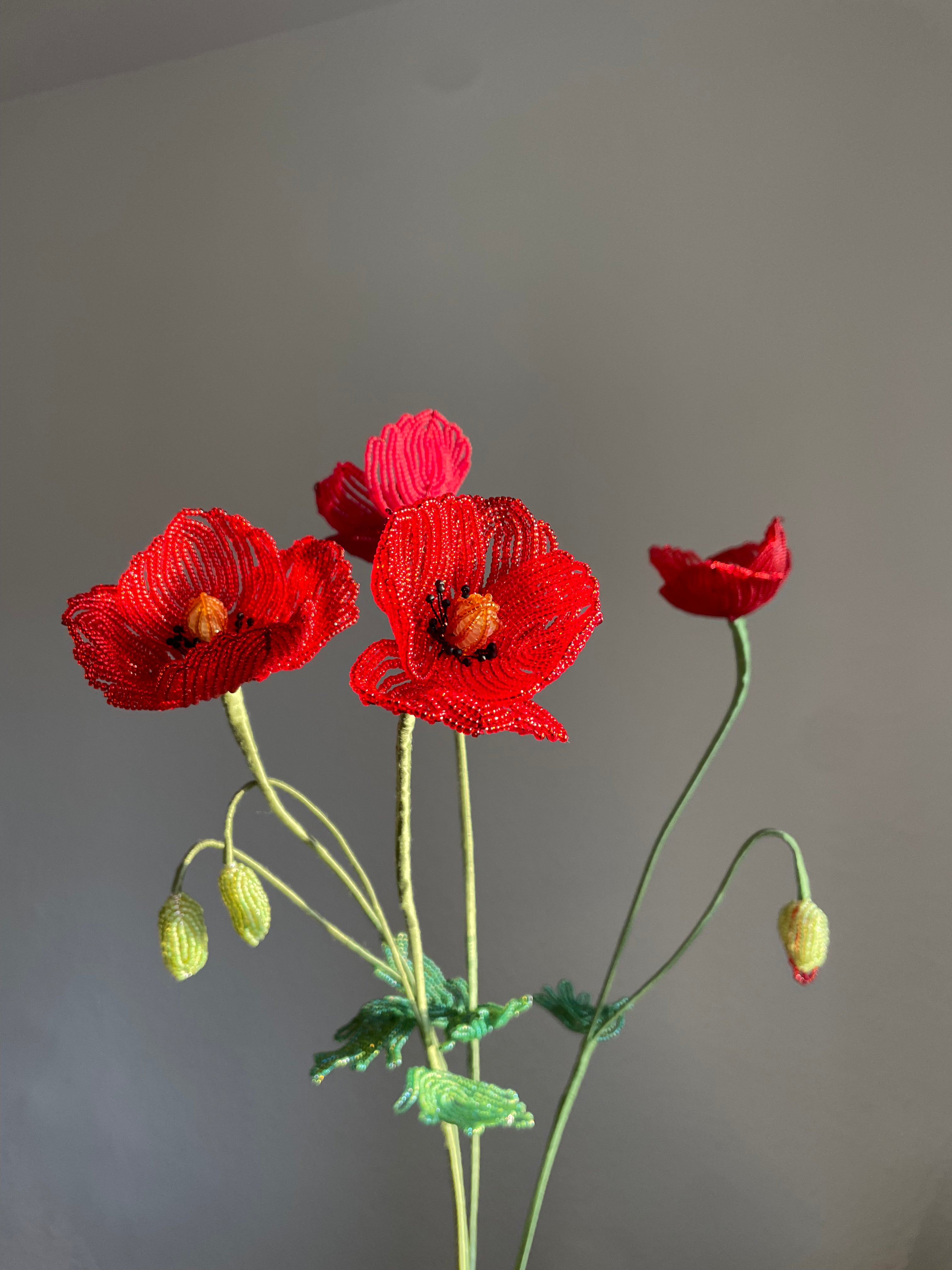 Corn Poppy