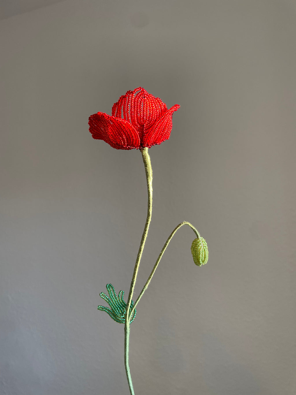Corn Poppy