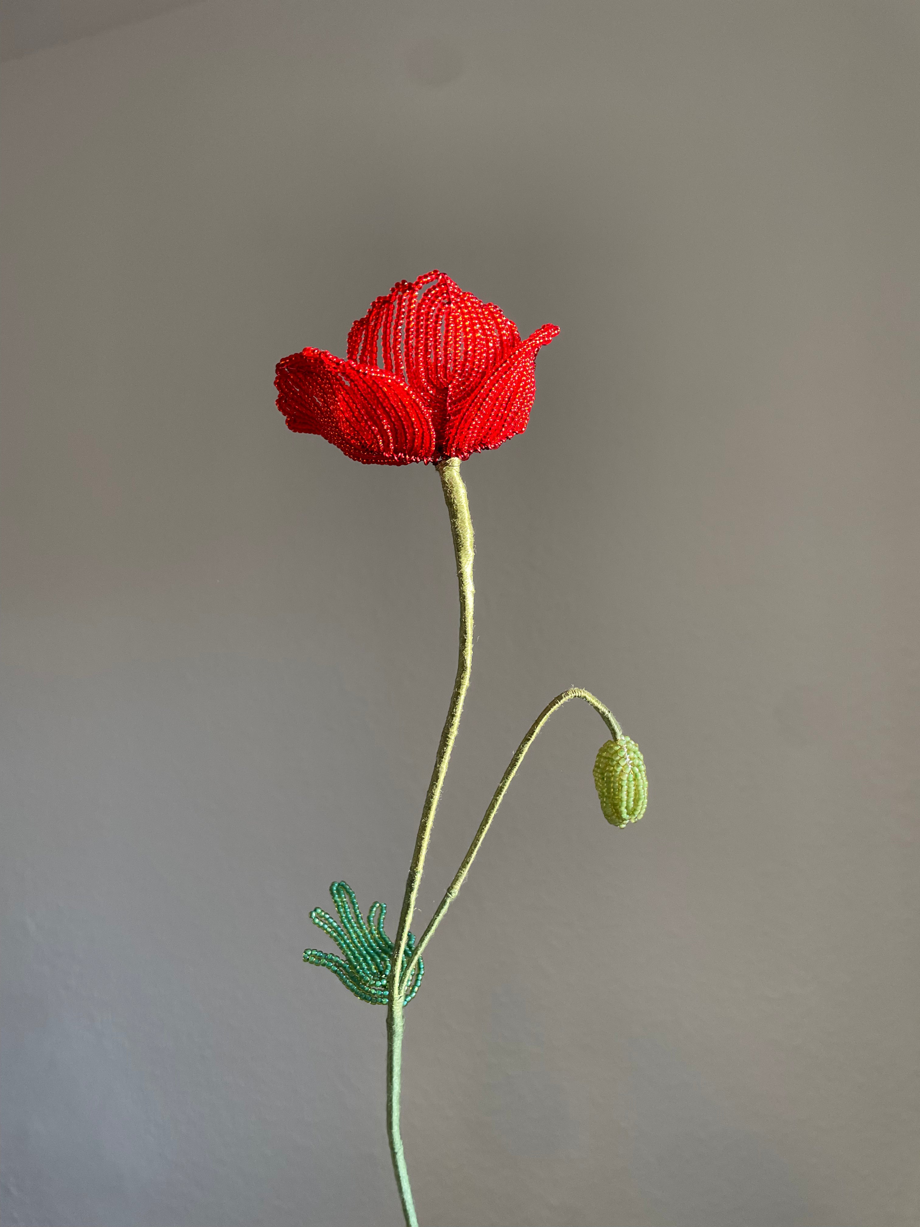 Corn Poppy