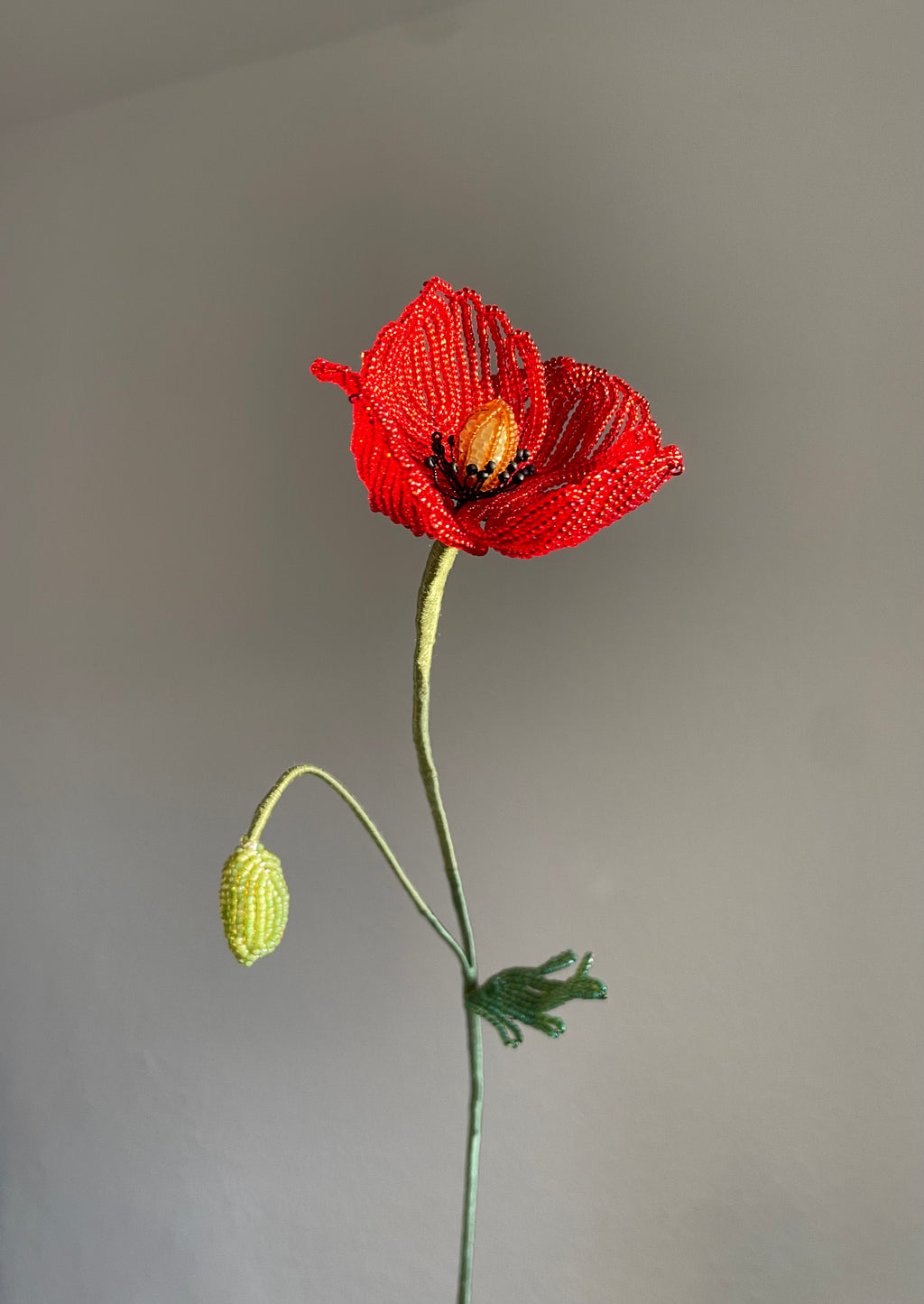 Corn Poppy