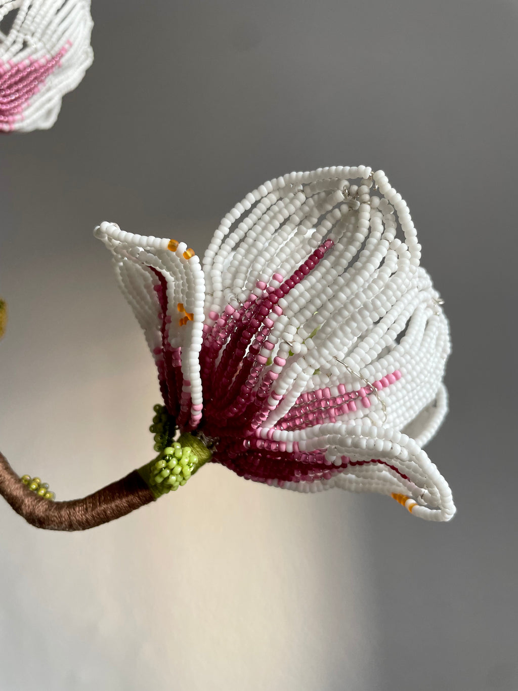 Magnolia branch