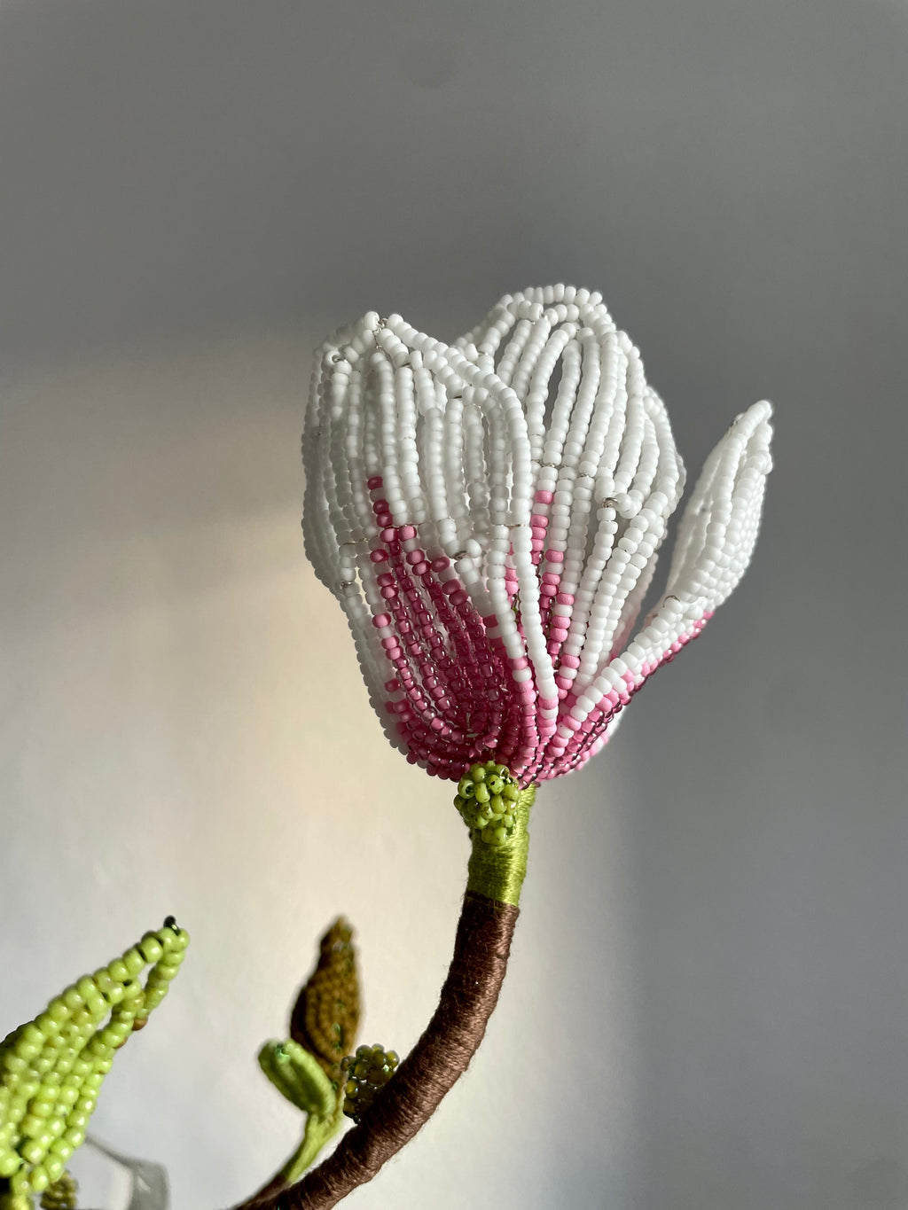 Magnolia branch