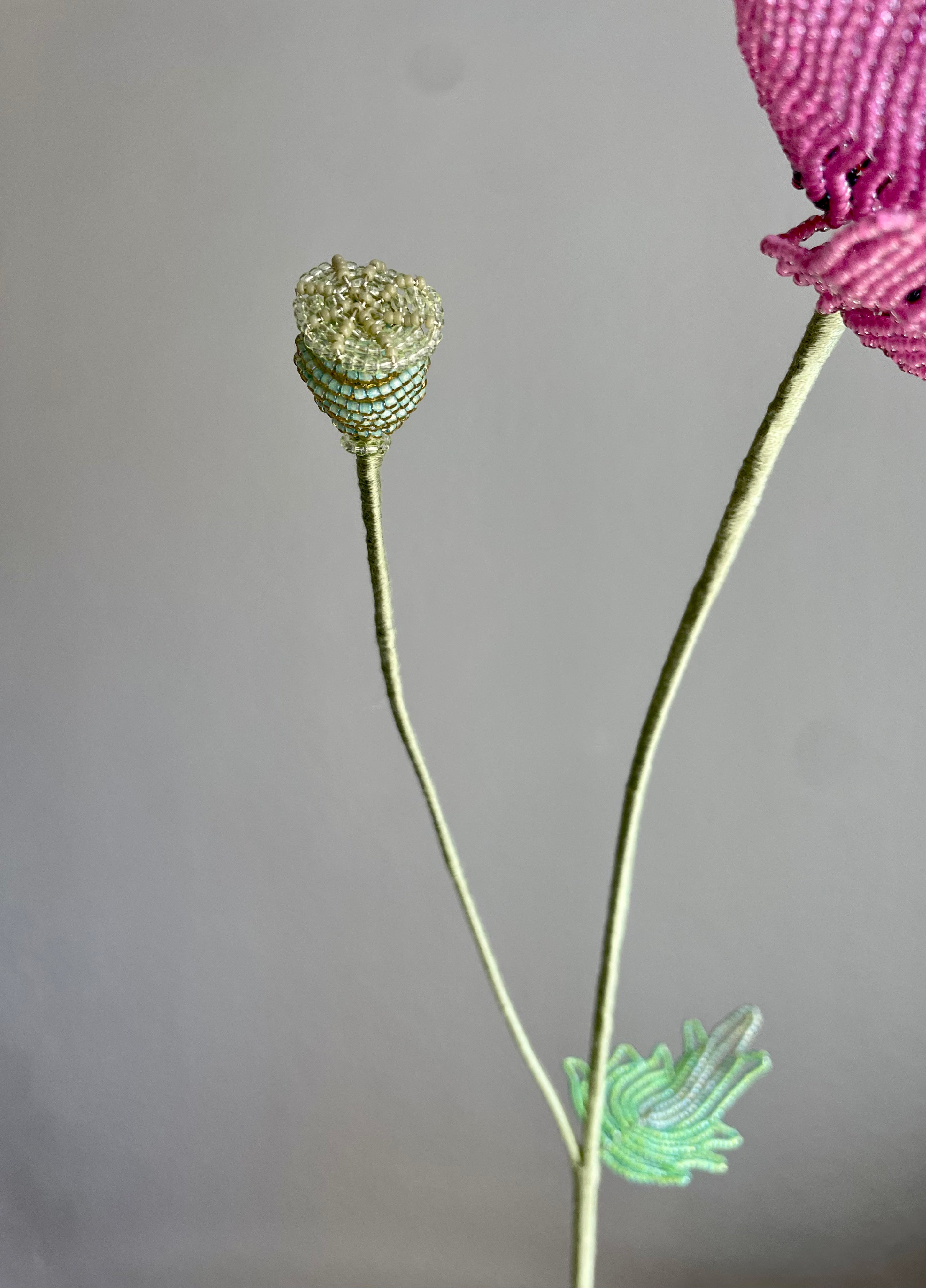 Opium Poppy