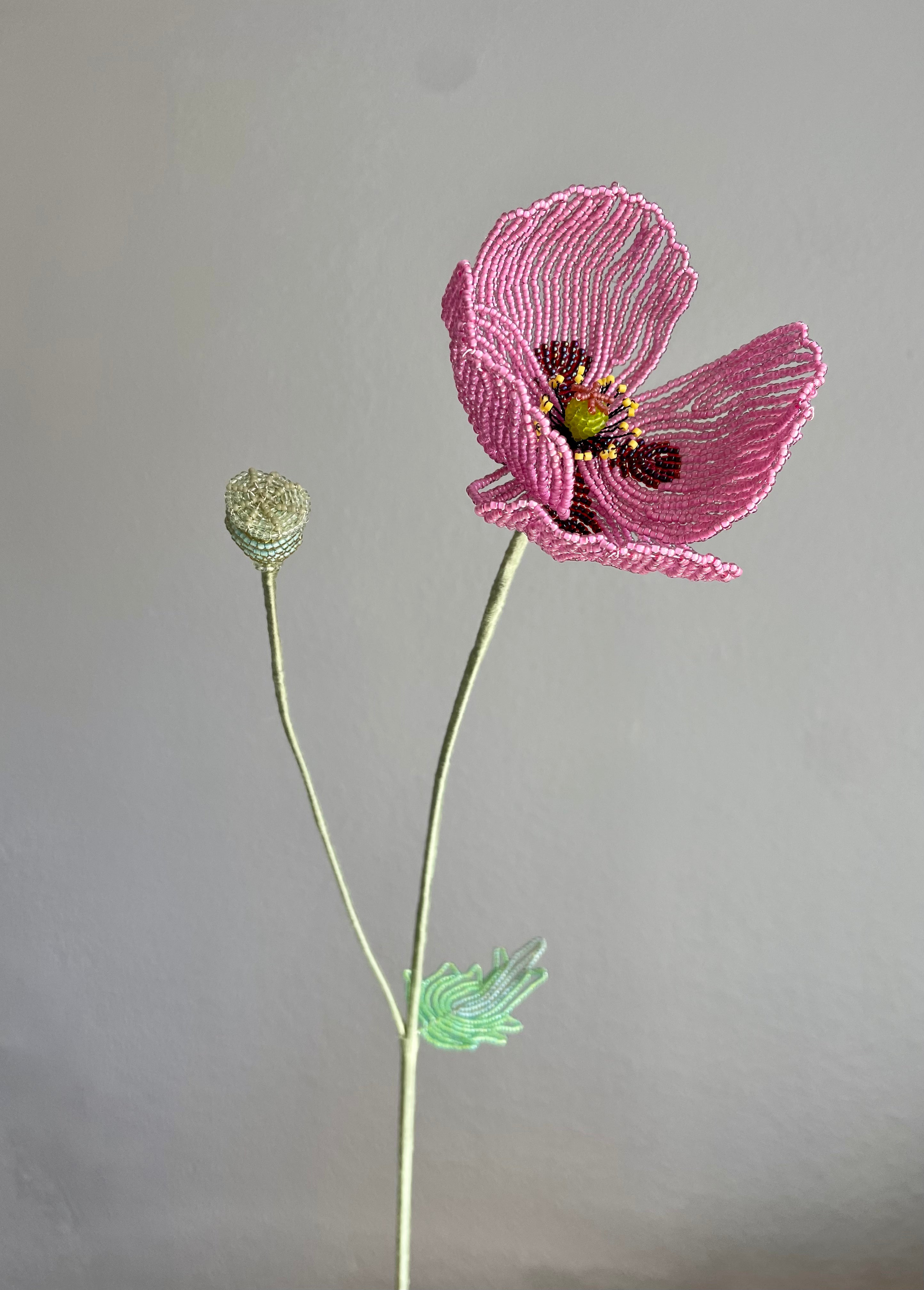 Opium Poppy