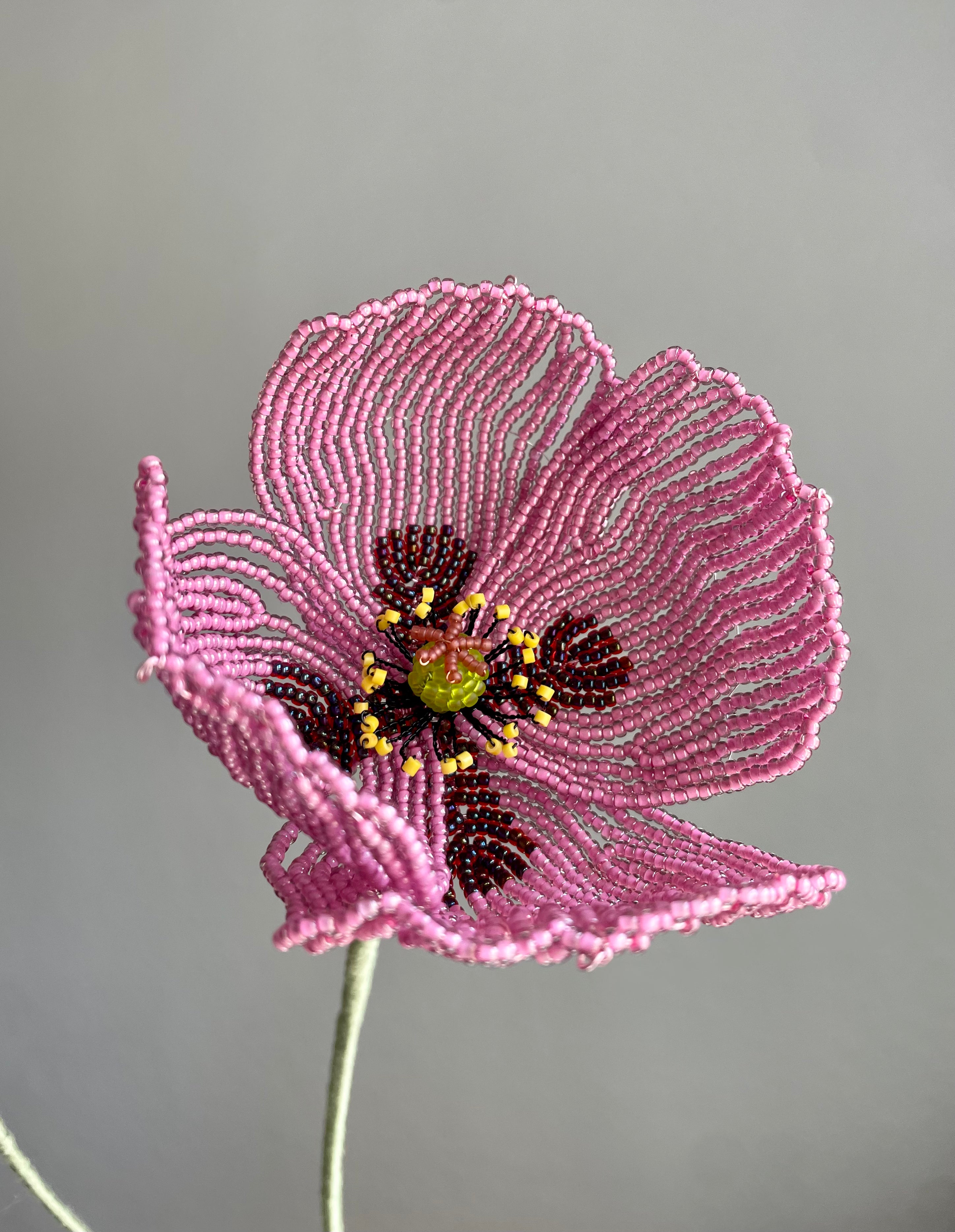 Opium Poppy