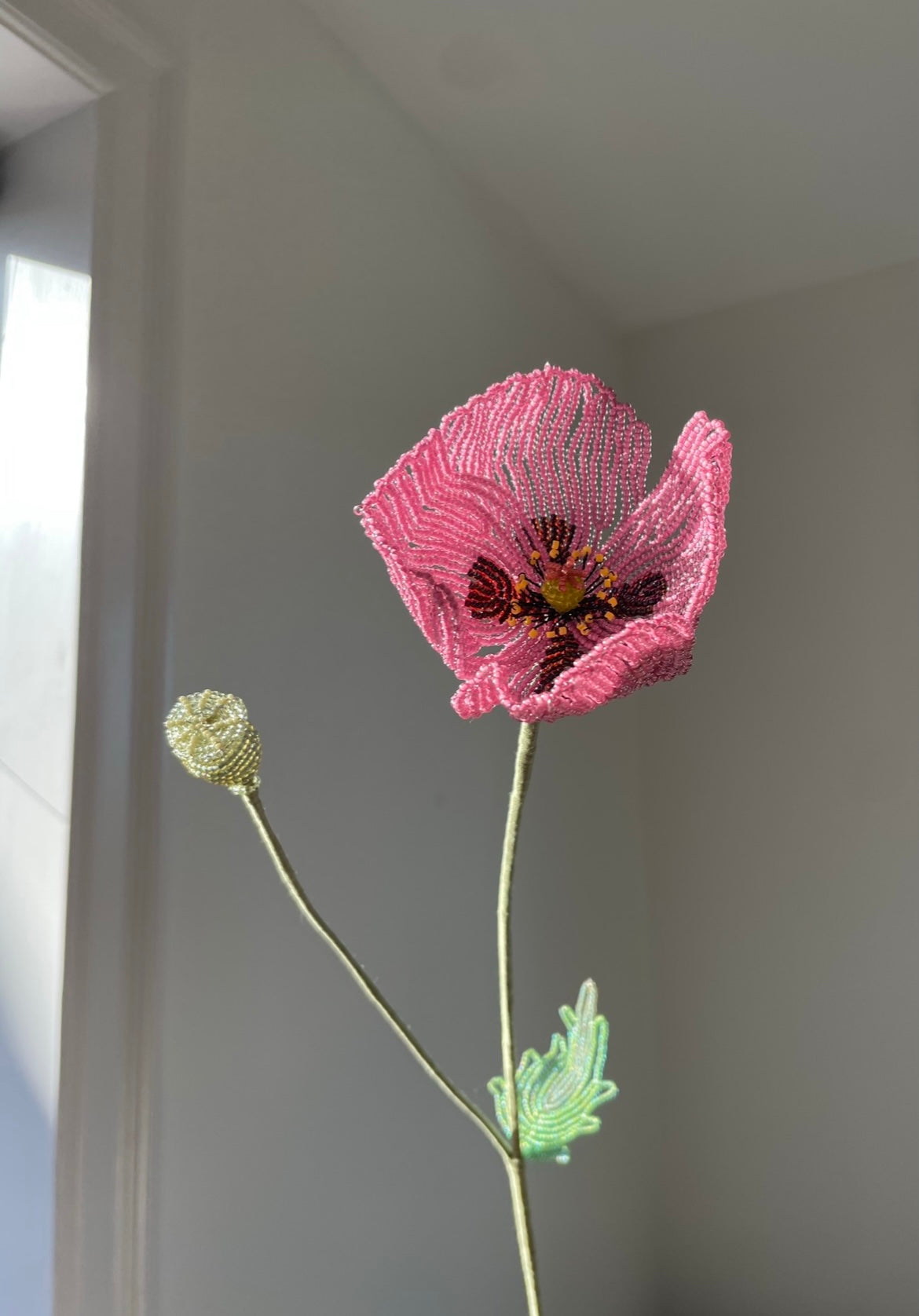 Opium Poppy