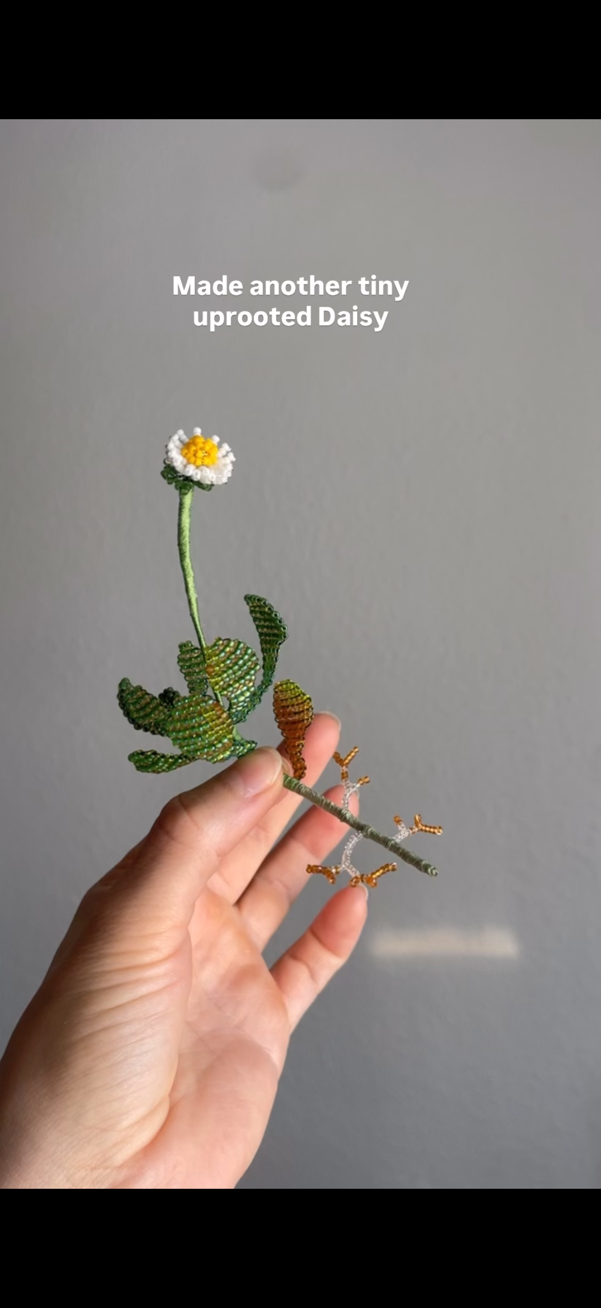 Tiny uprooted daisy (RESERVED)