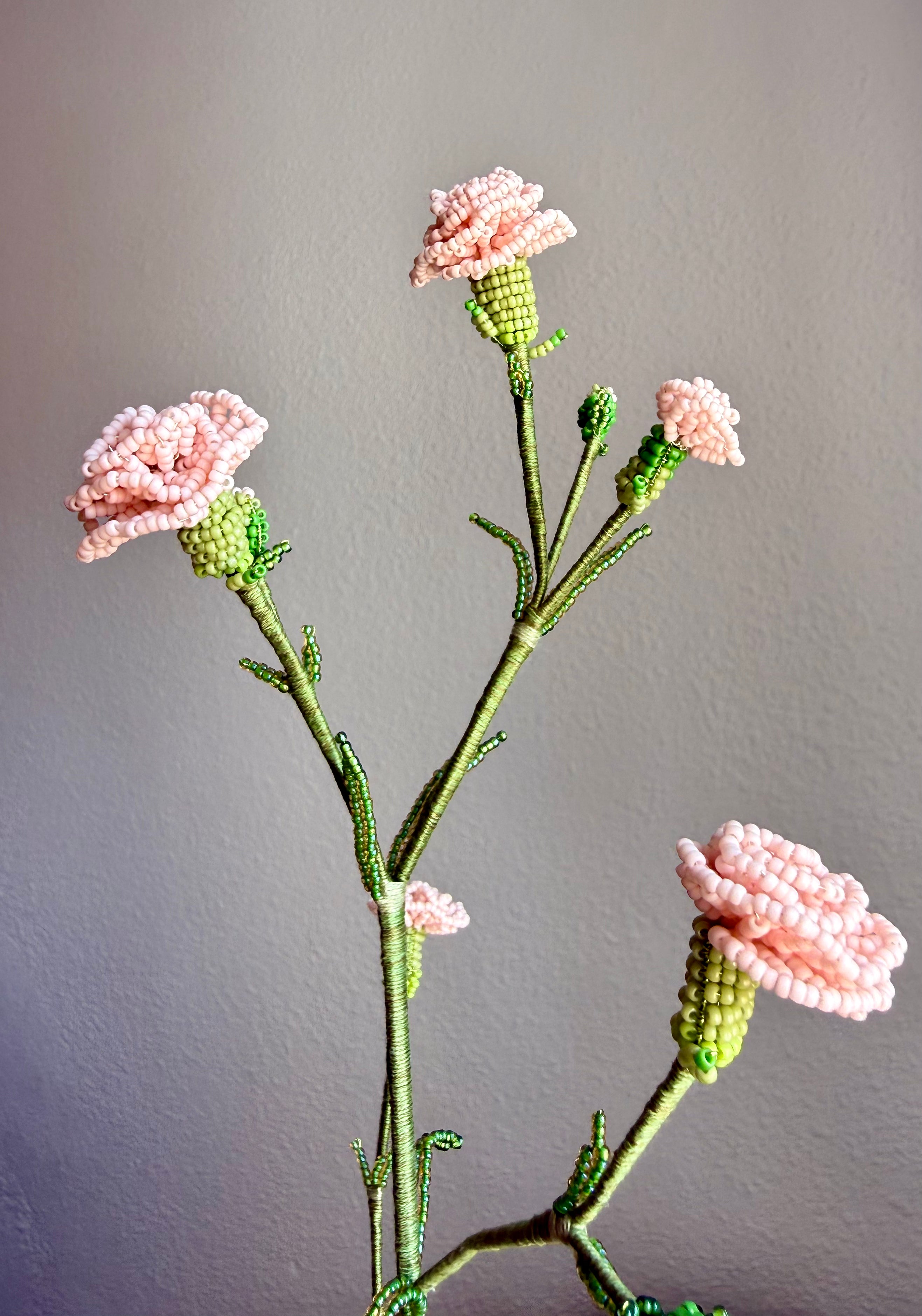 Carnation