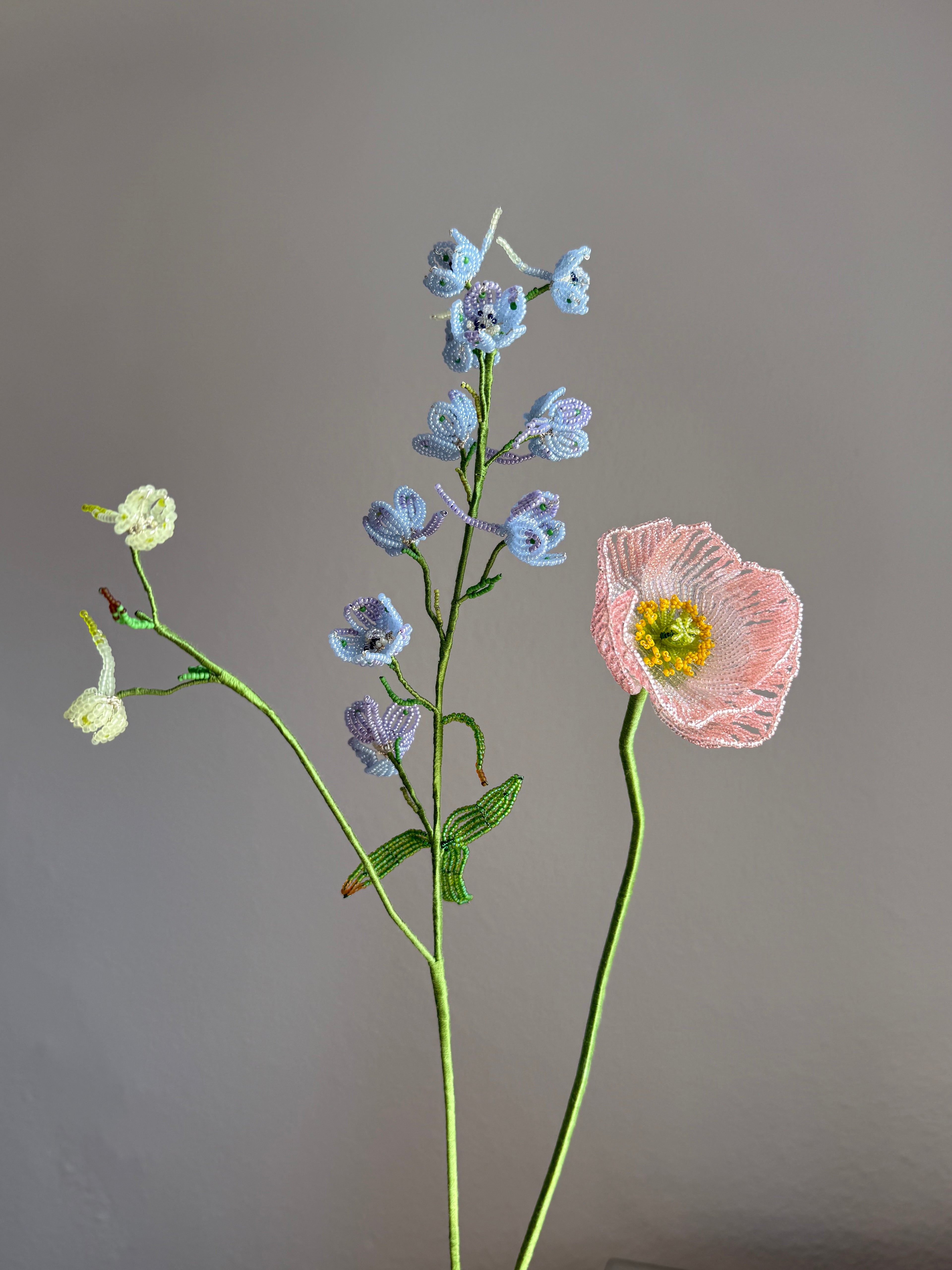 Icelandic poppy