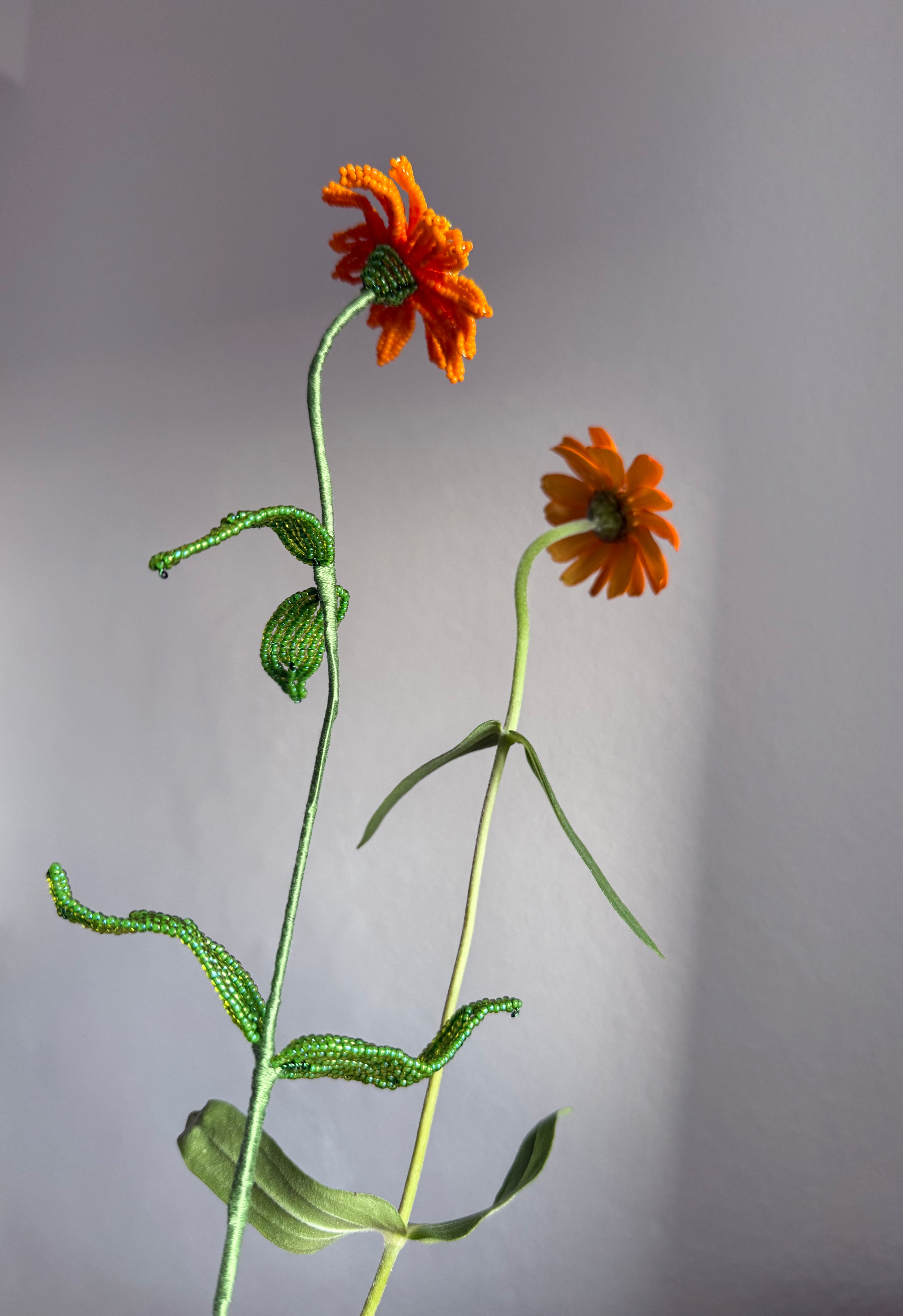 Zinnia