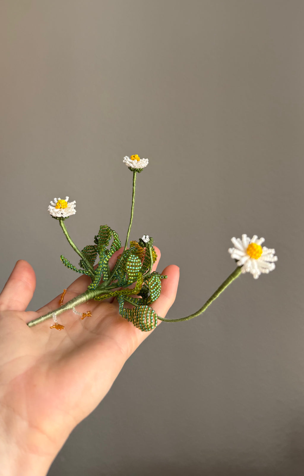 Uprooted daisy