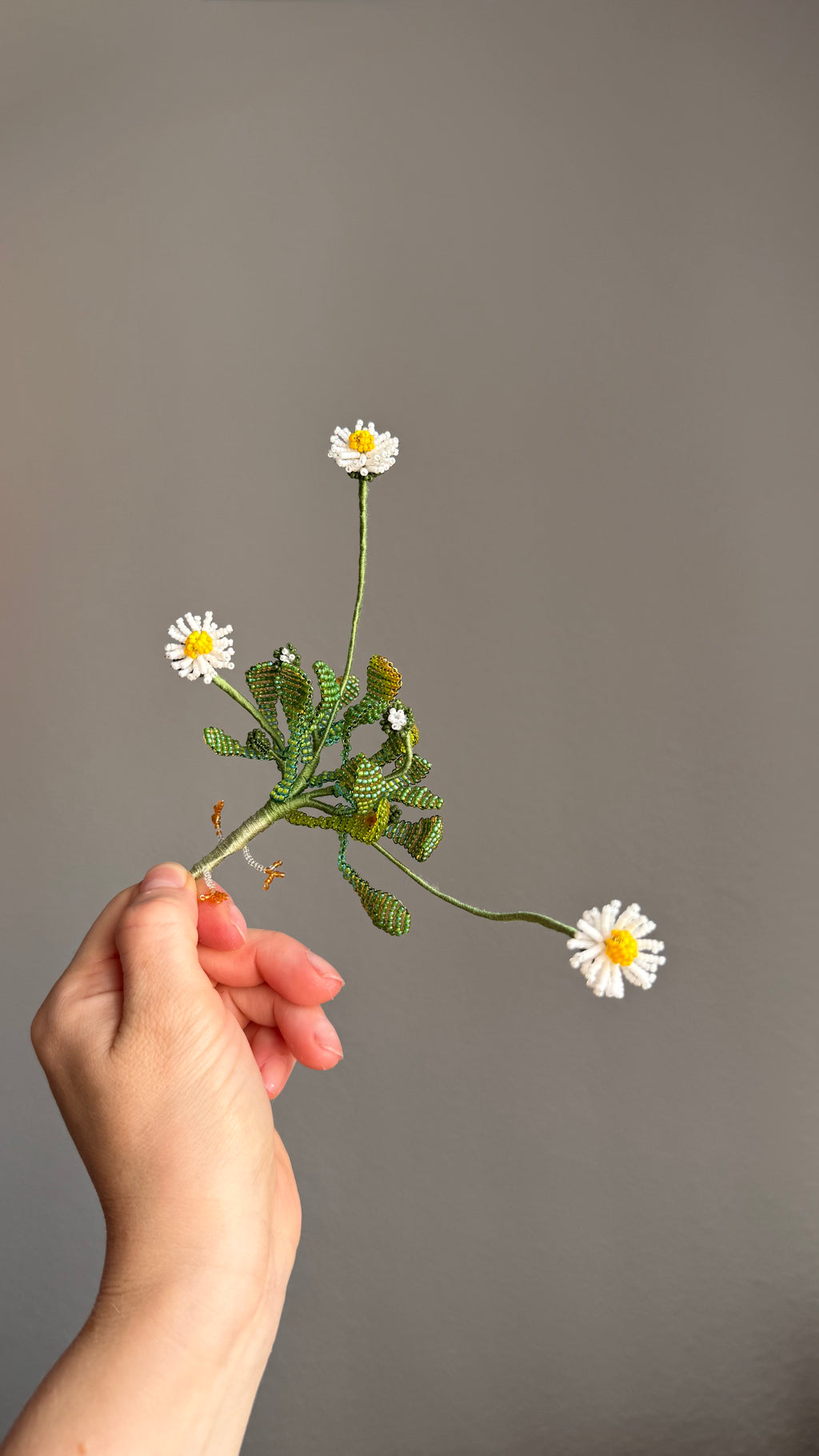 Uprooted daisy