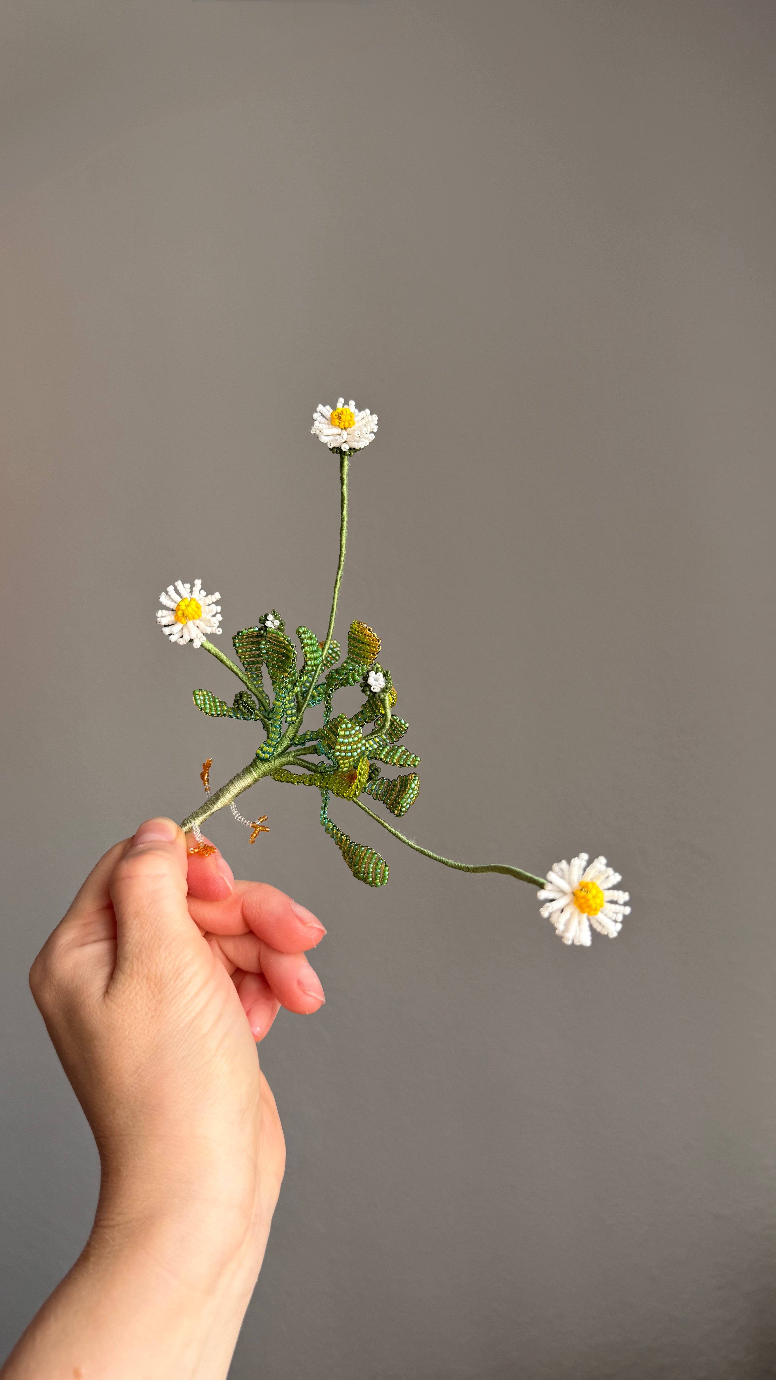 Uprooted daisy