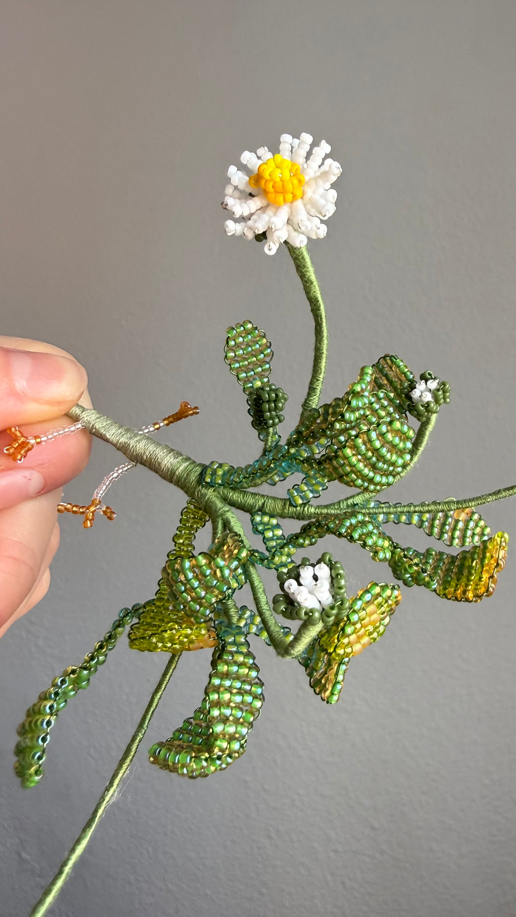 Uprooted daisy