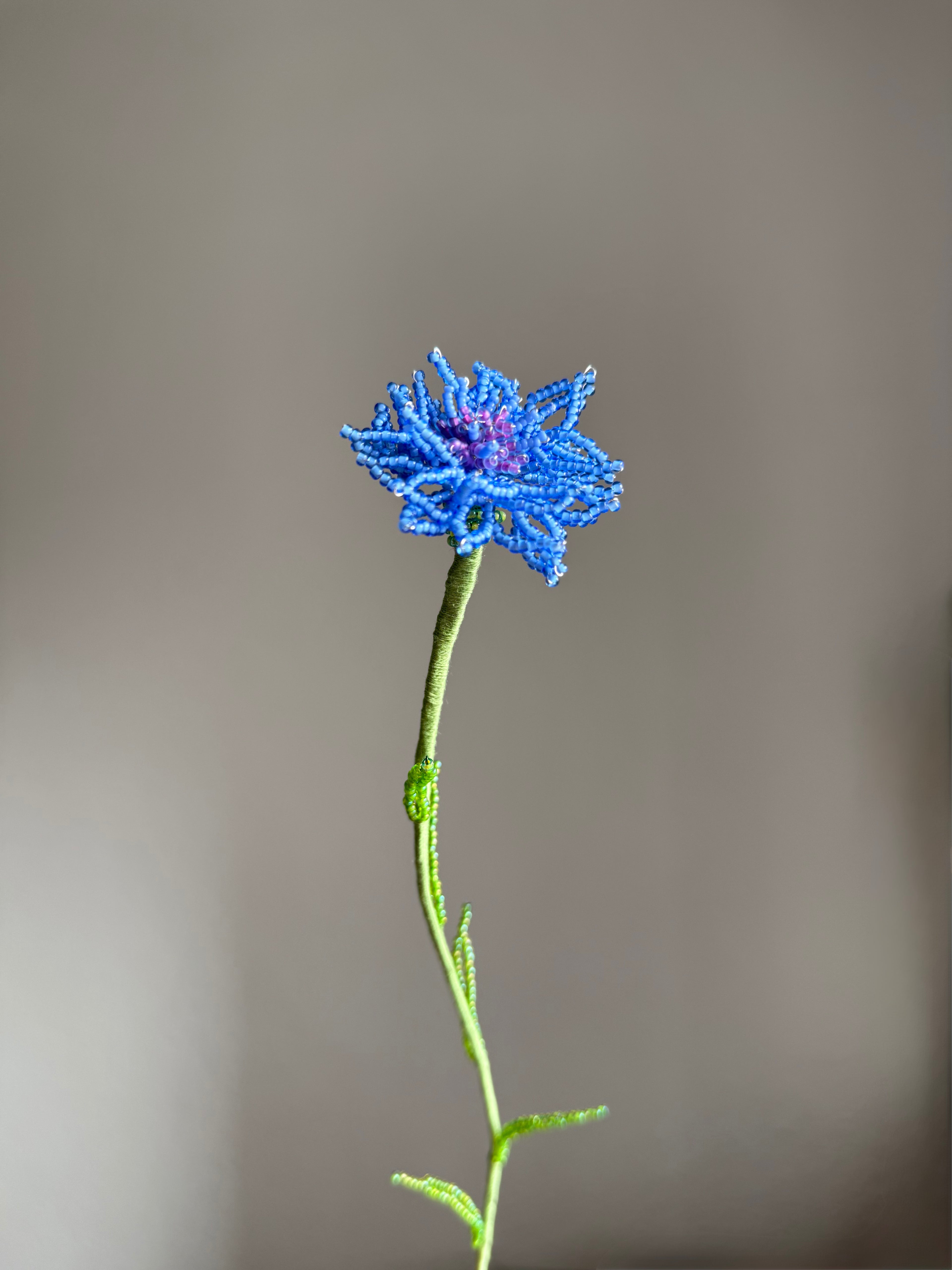 Cornflower