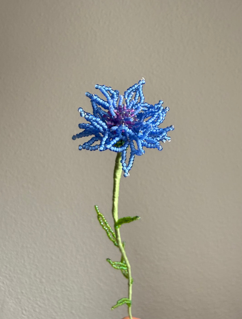 Cornflower