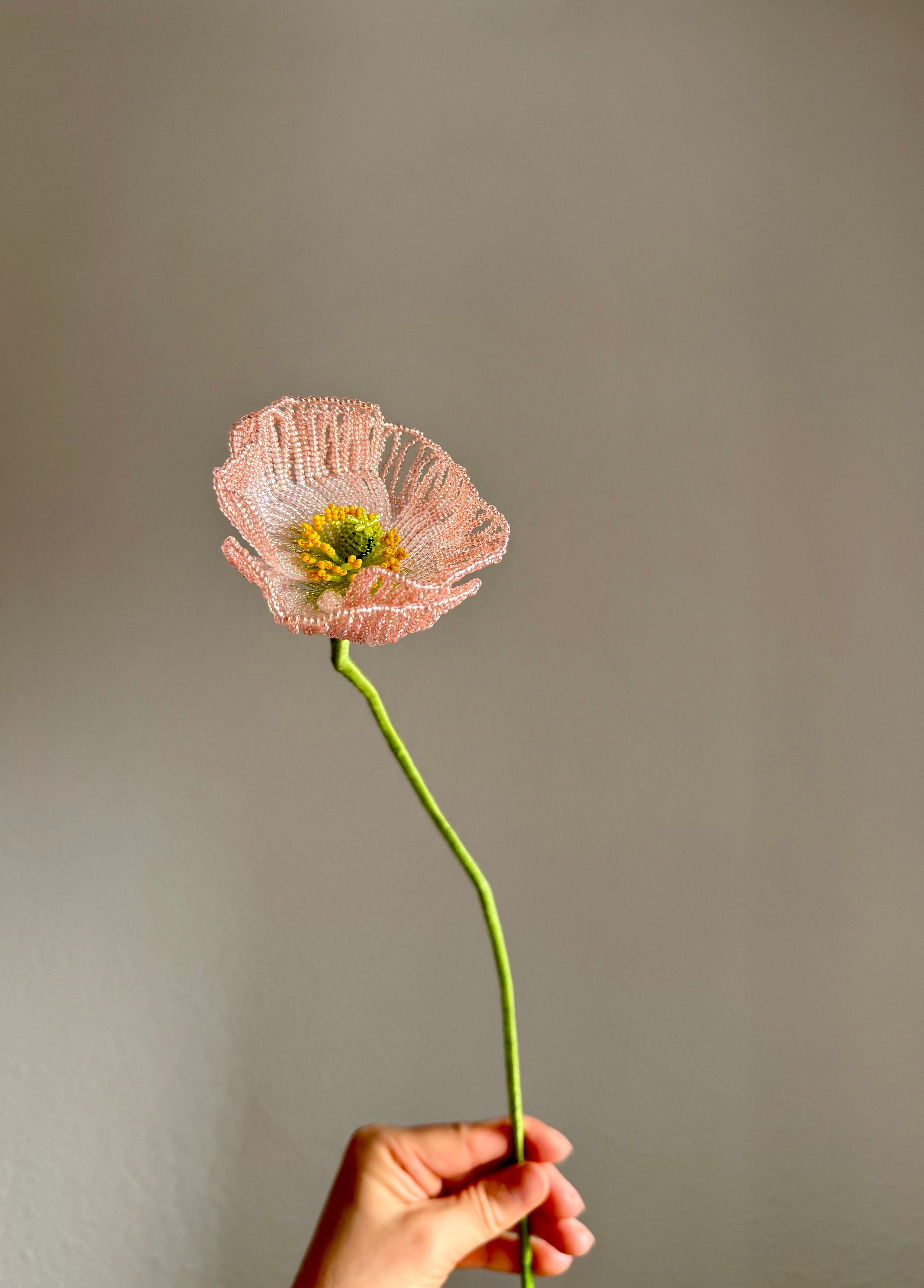 Icelandic poppy