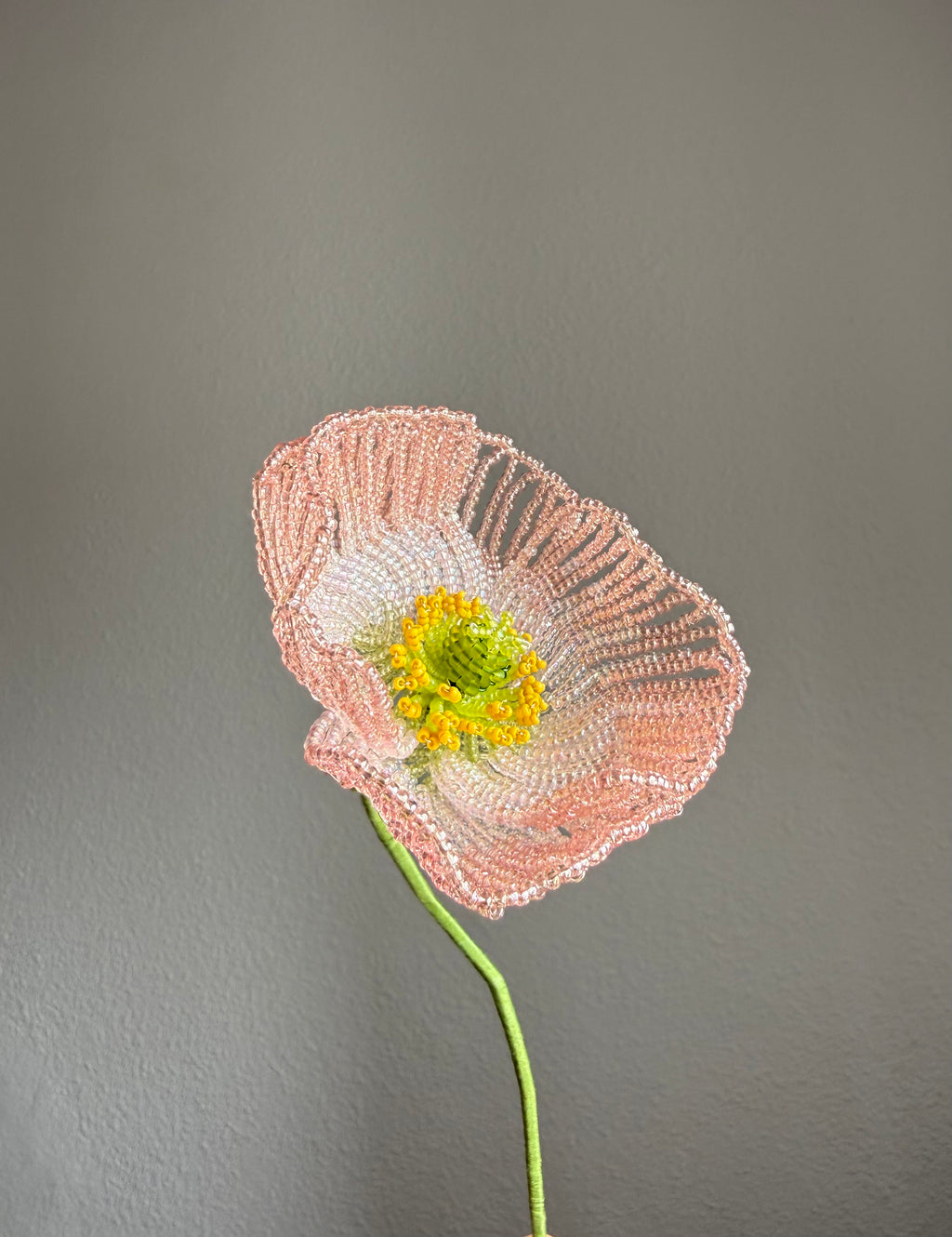 Icelandic poppy