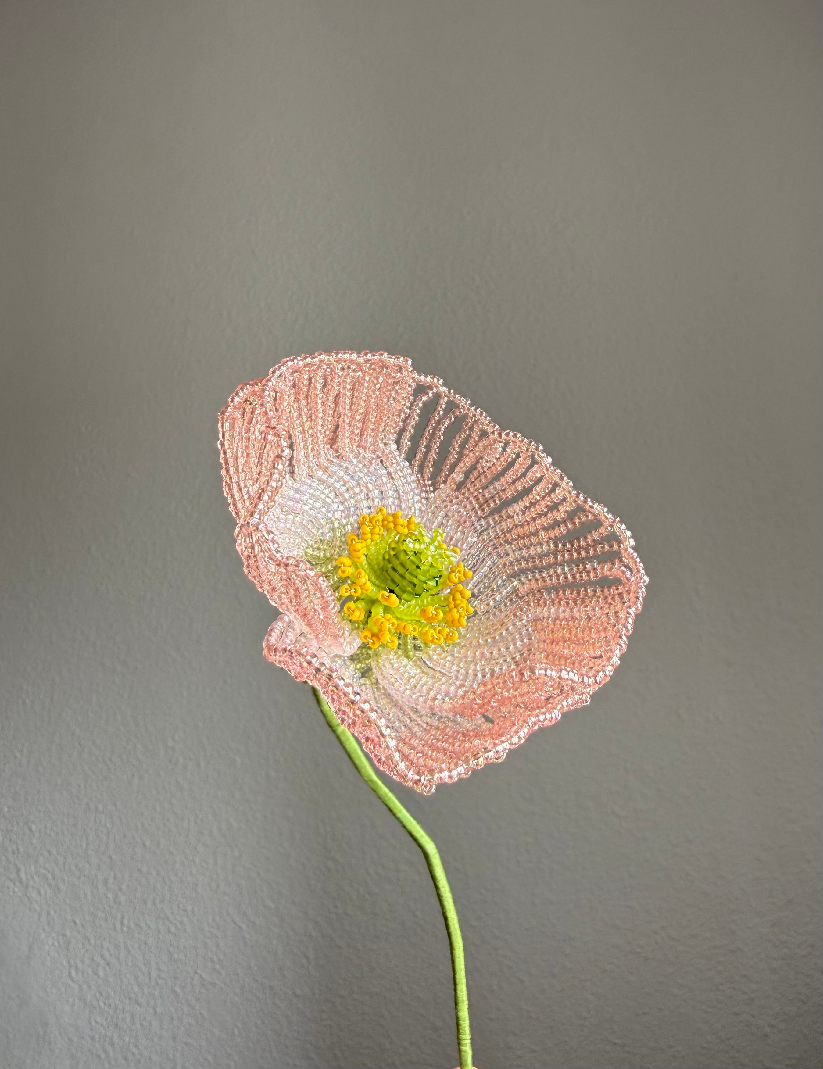 Icelandic poppy