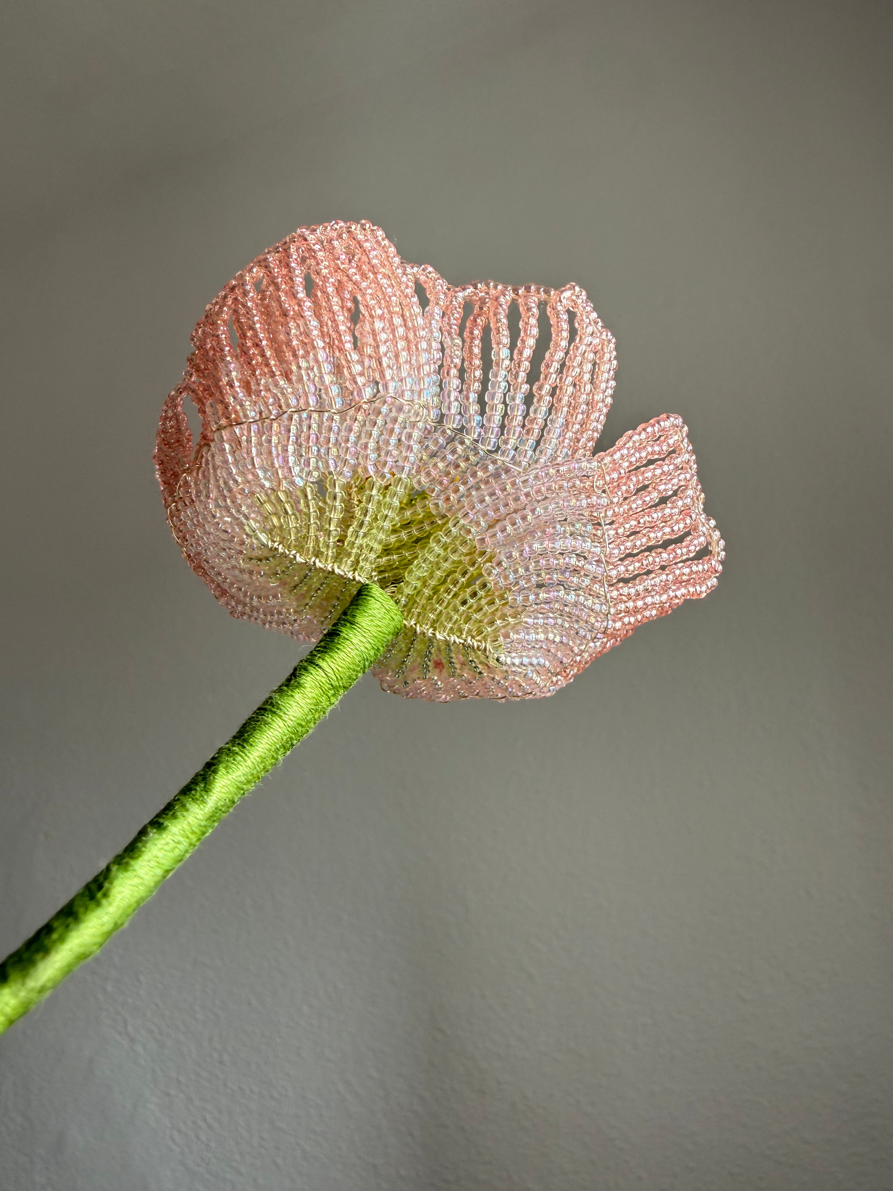 Icelandic poppy
