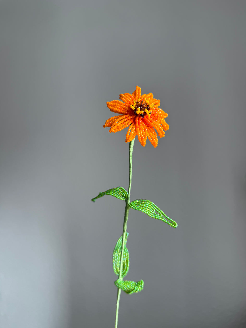 Zinnia