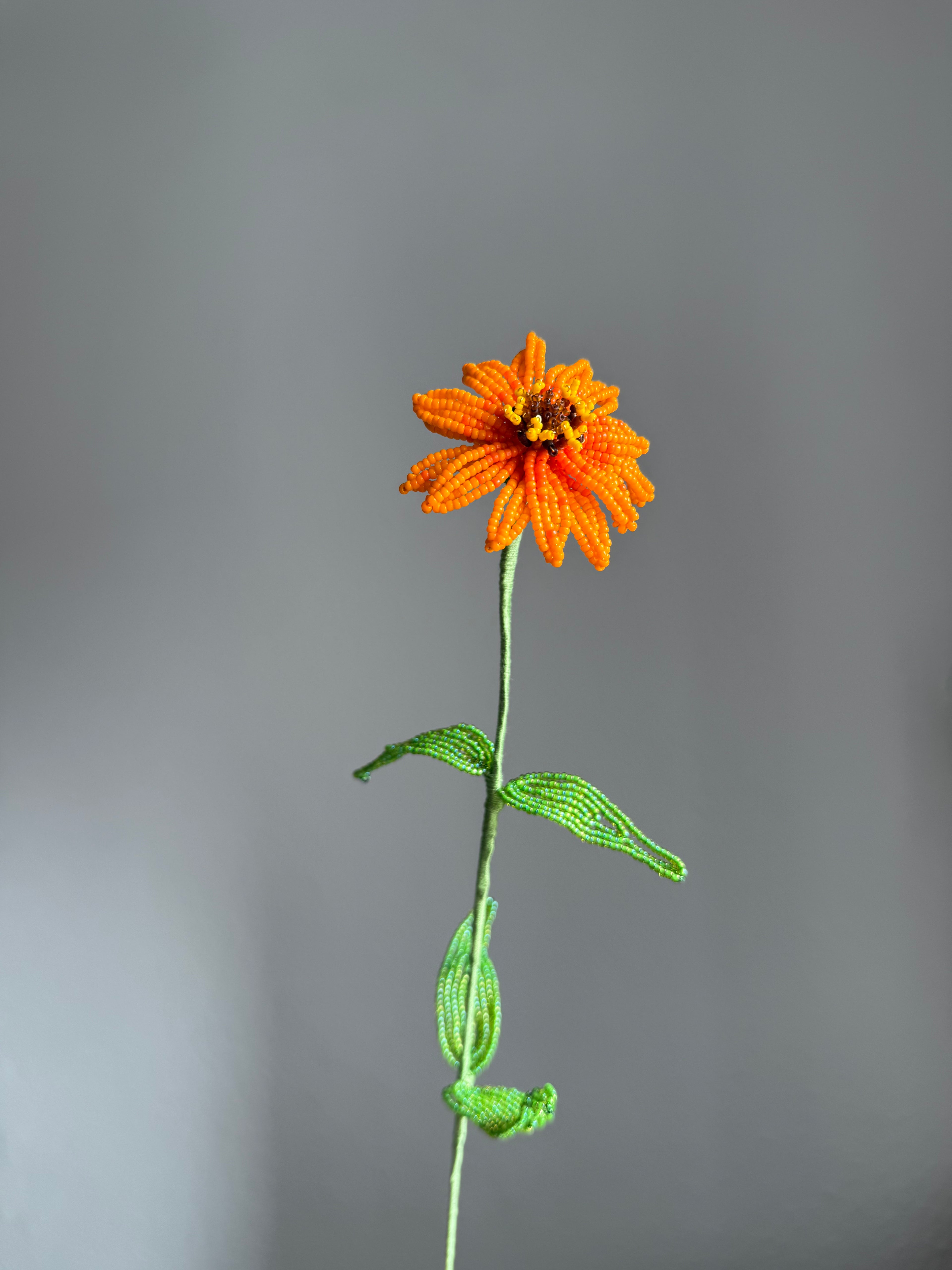 Zinnia