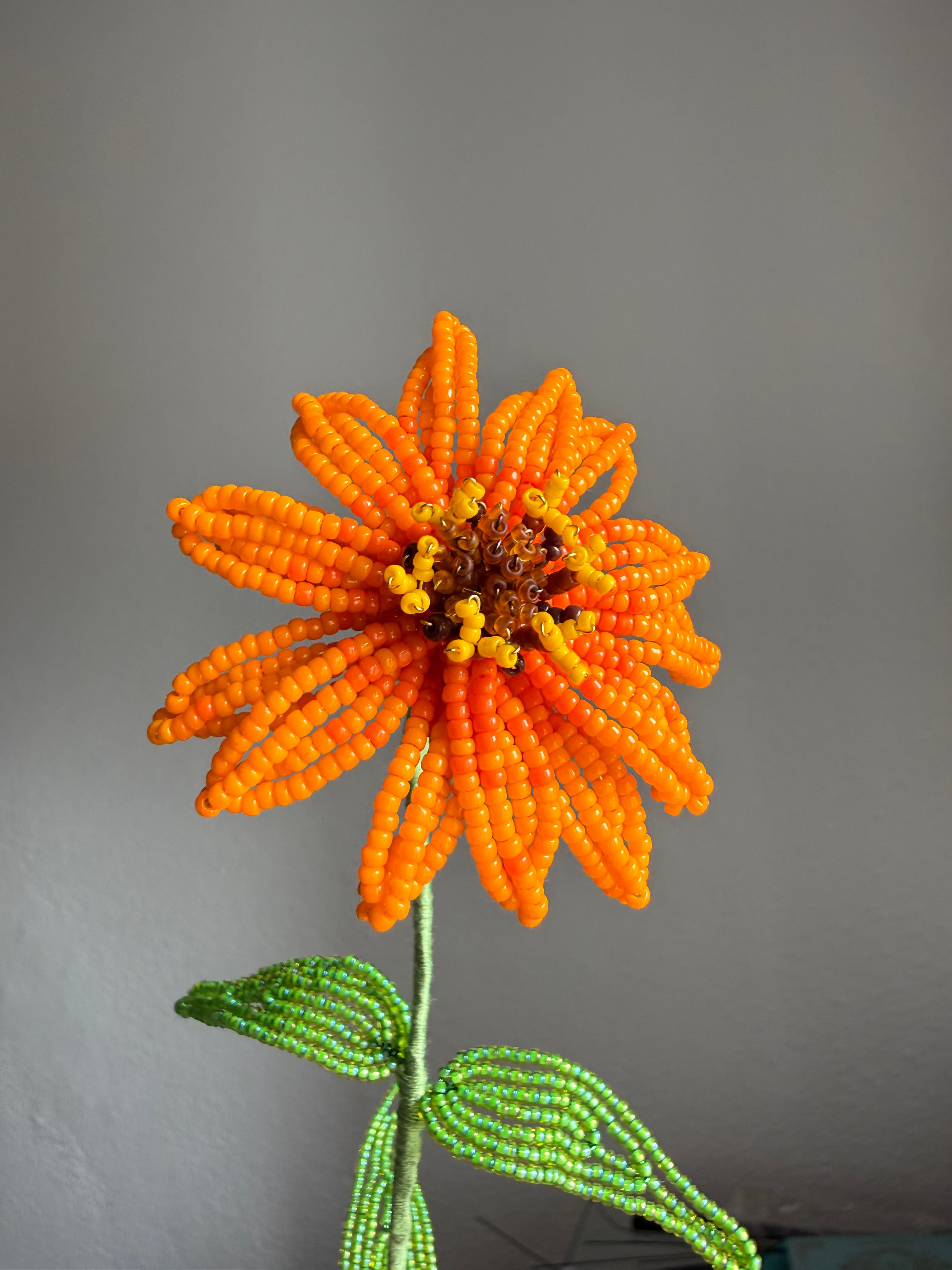 Zinnia