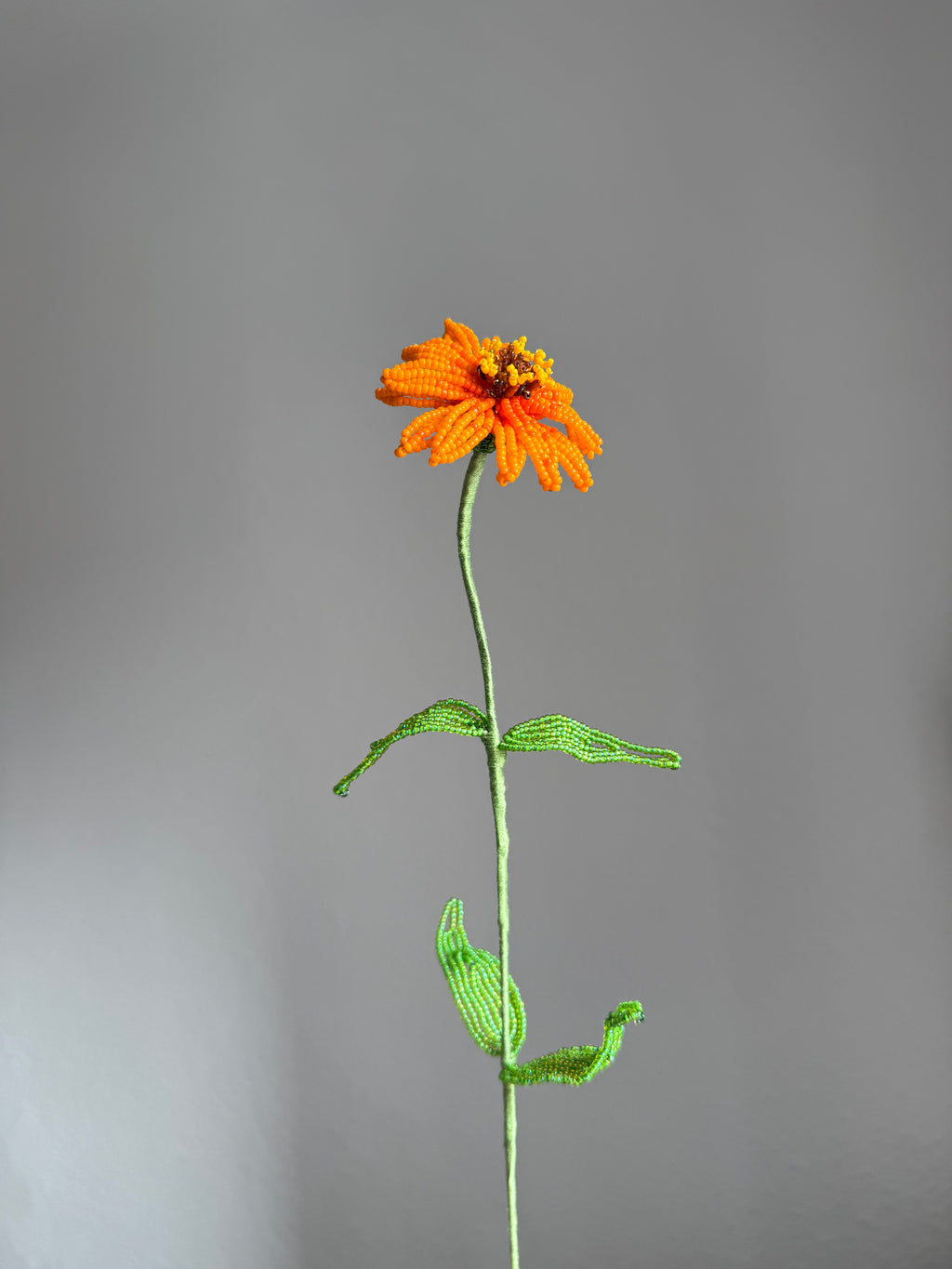 Zinnia
