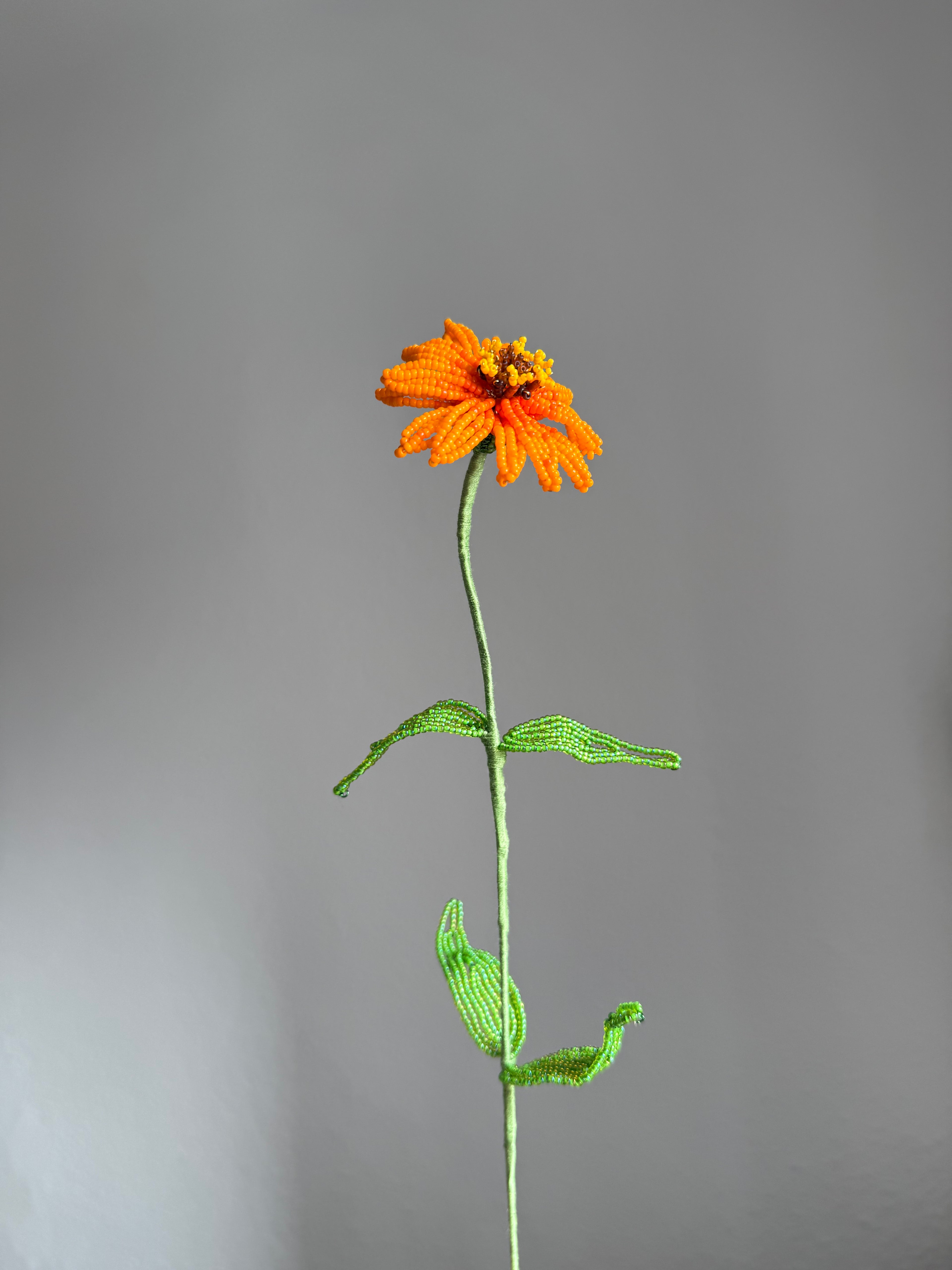 Zinnia