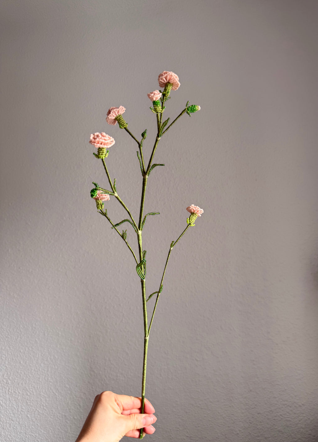 Carnation