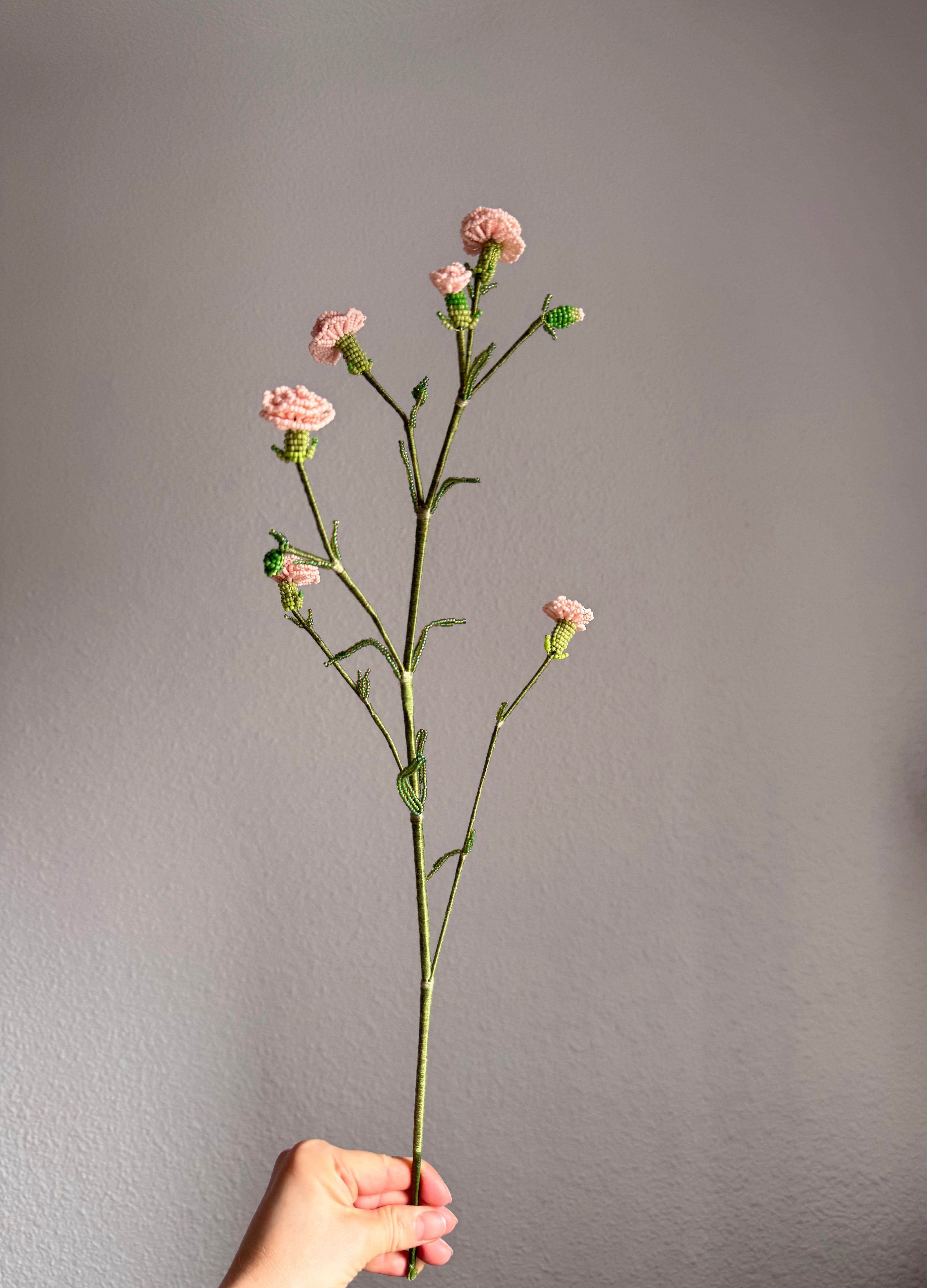 Carnation