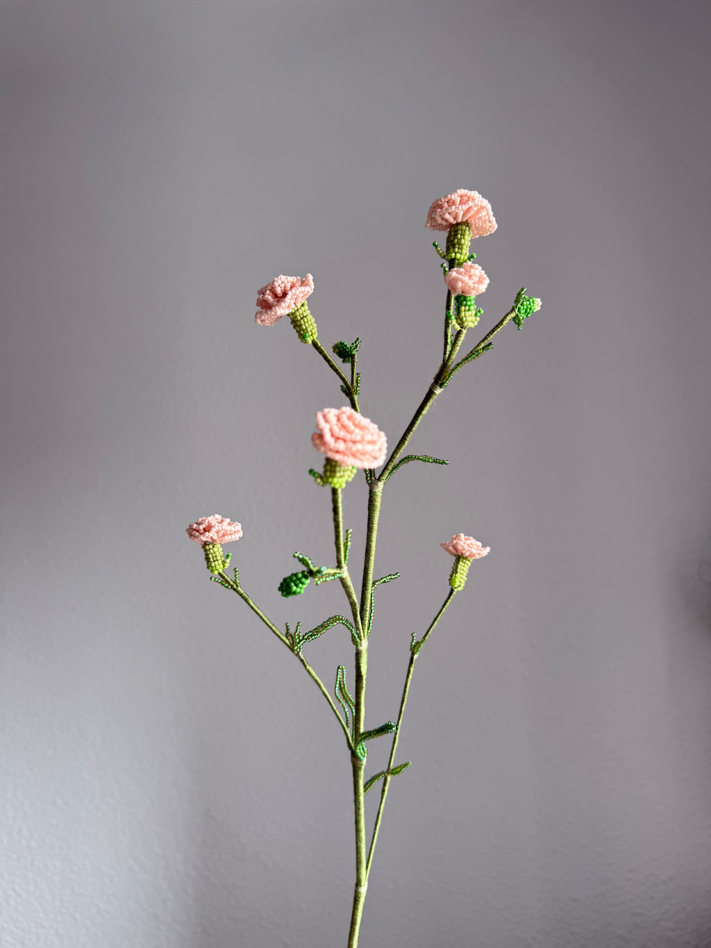 Carnation