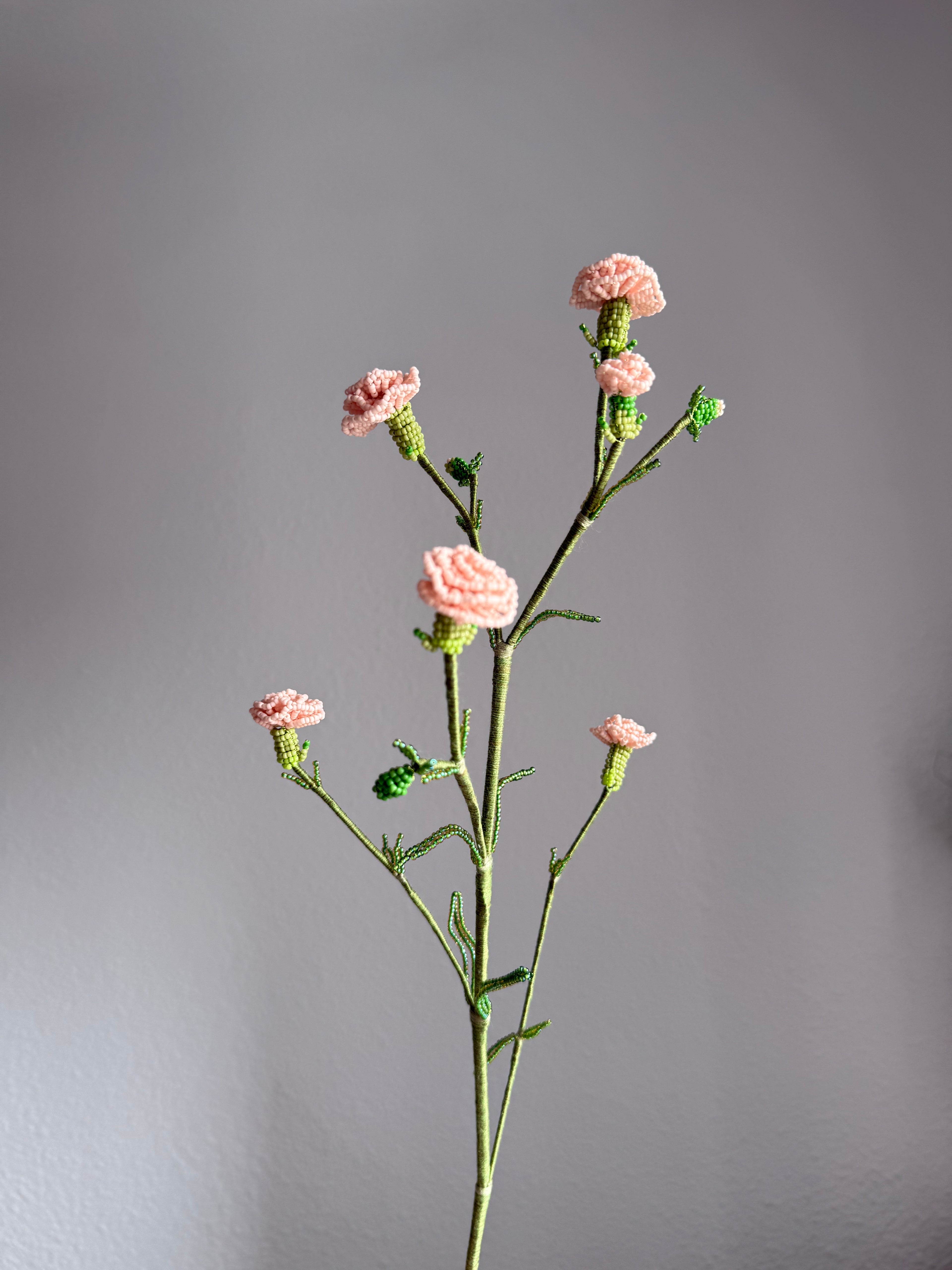 Carnation