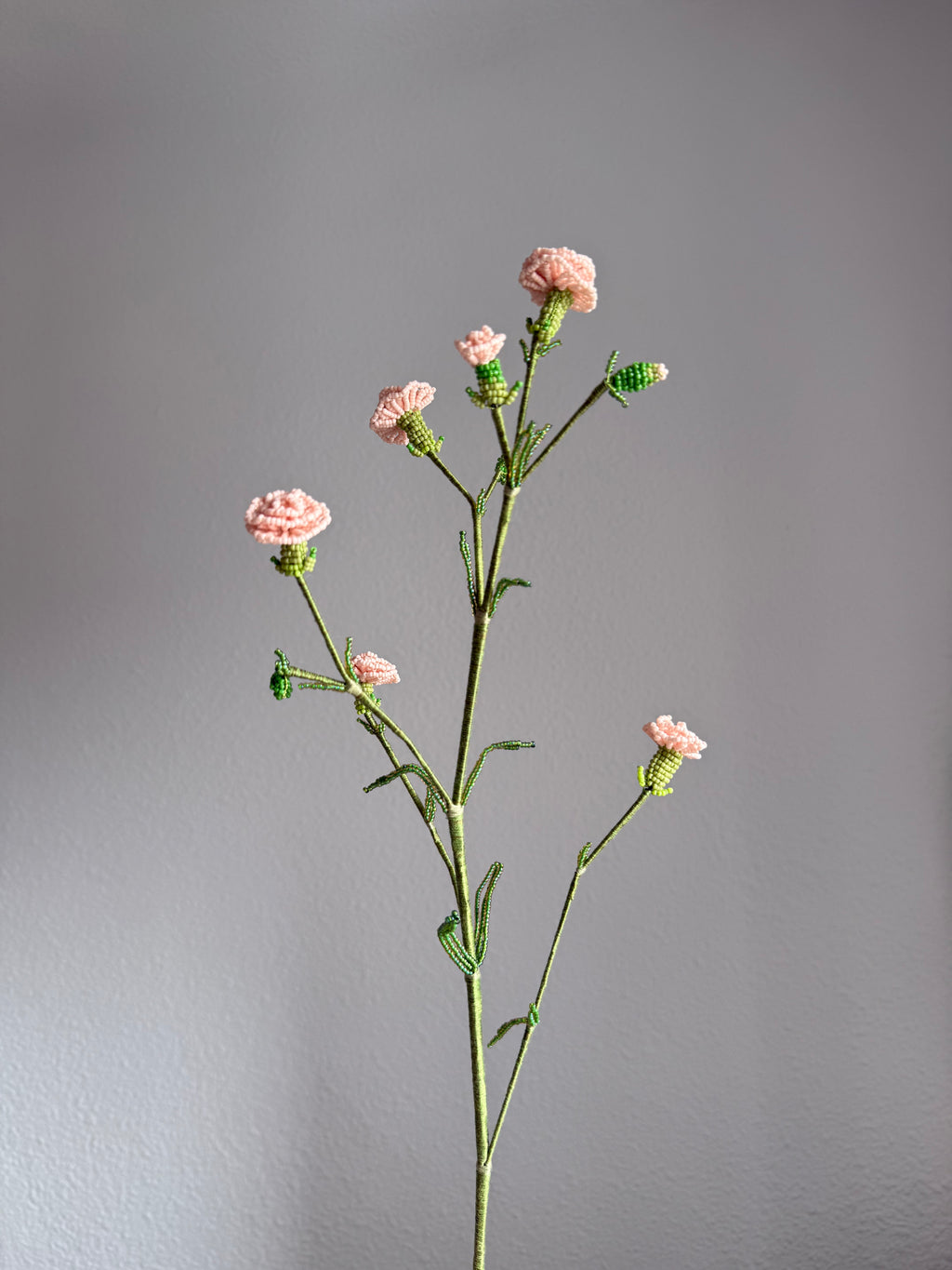 Carnation