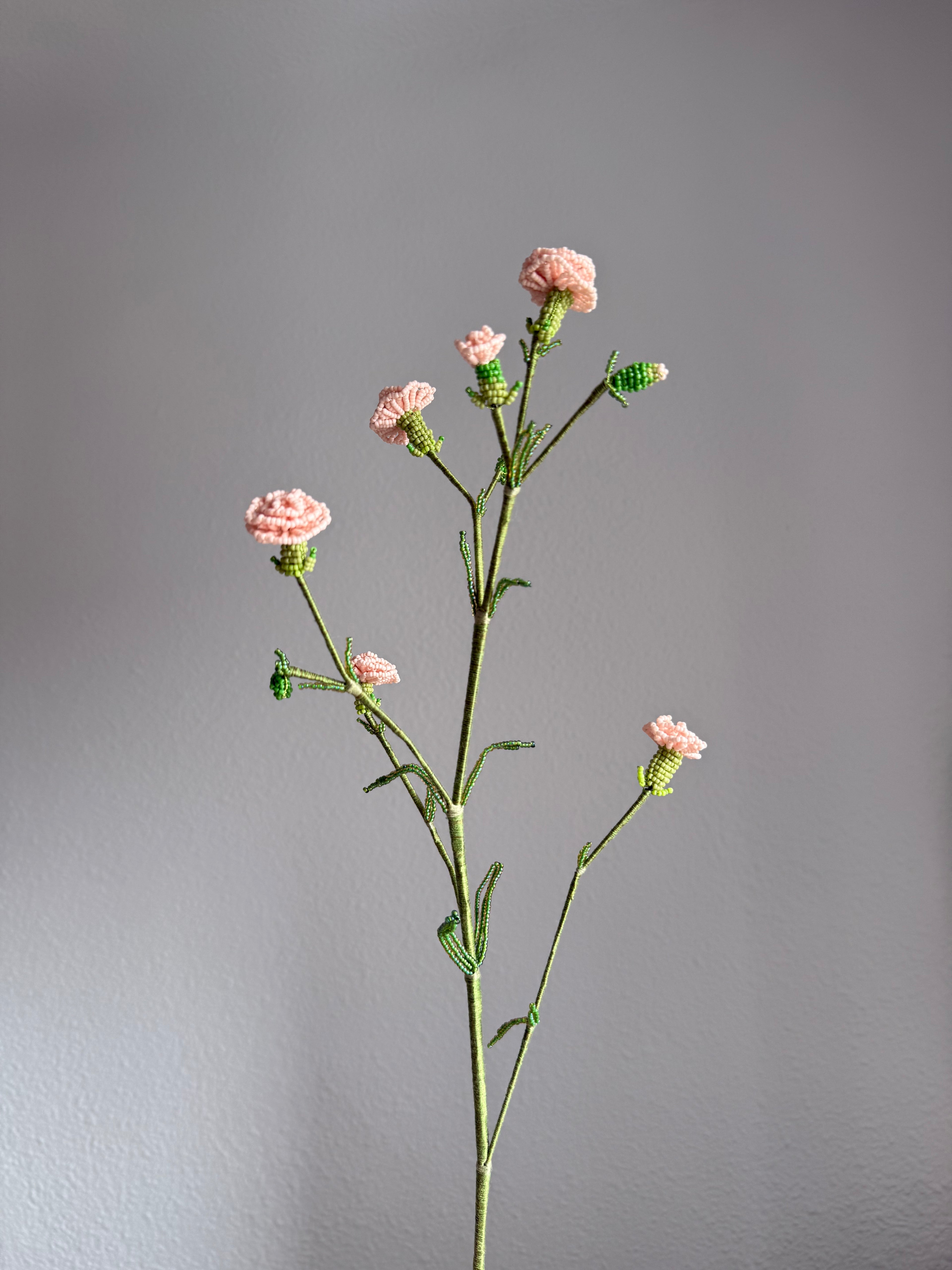 Carnation