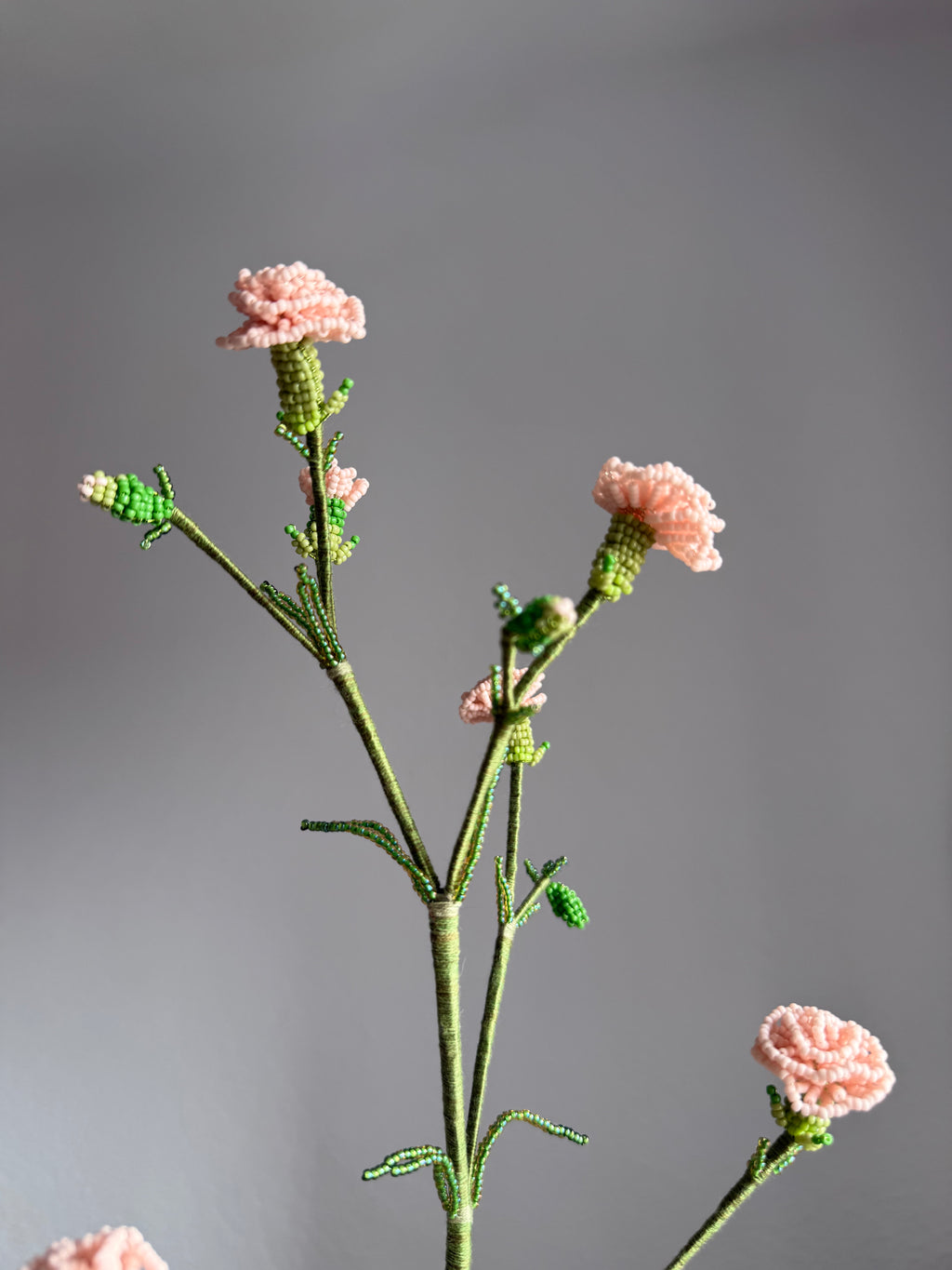 Carnation