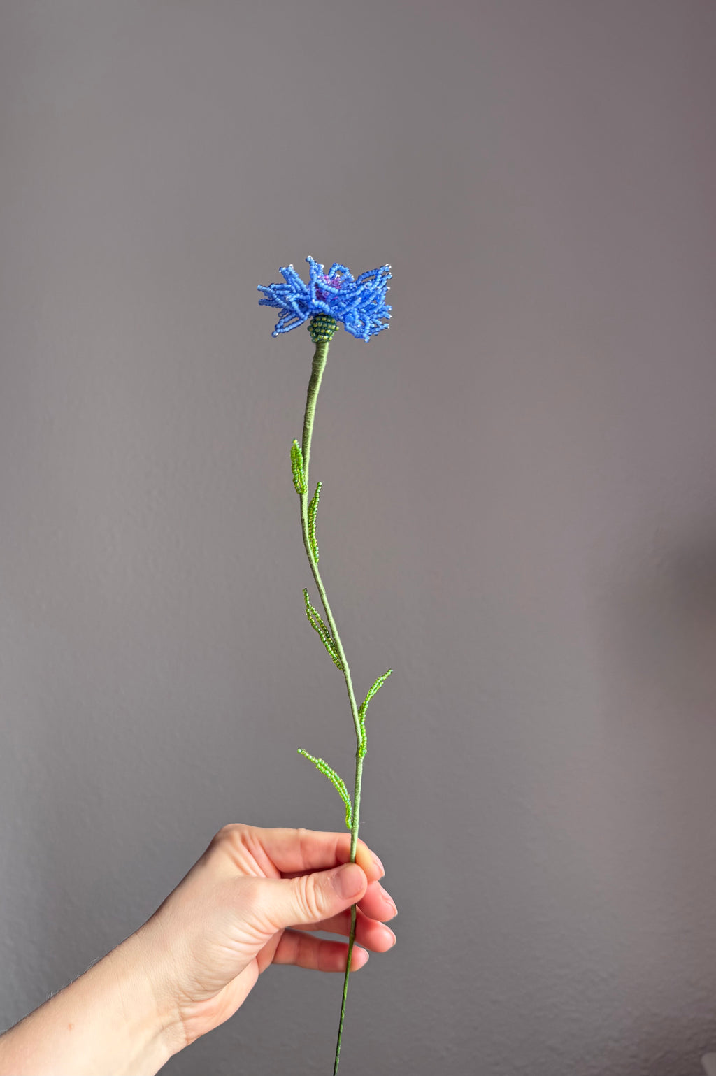 Cornflower