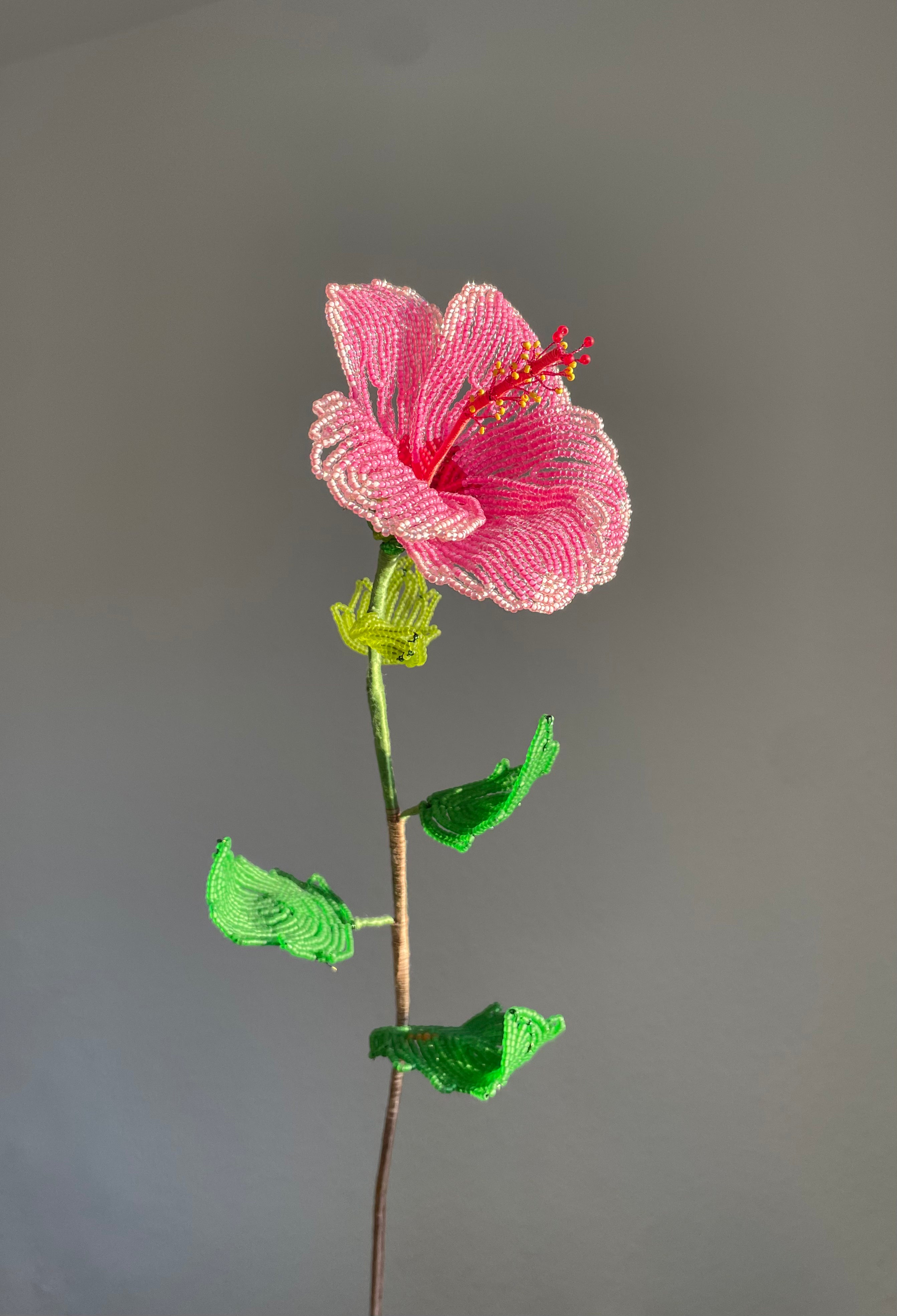 Pink Hibiscus
