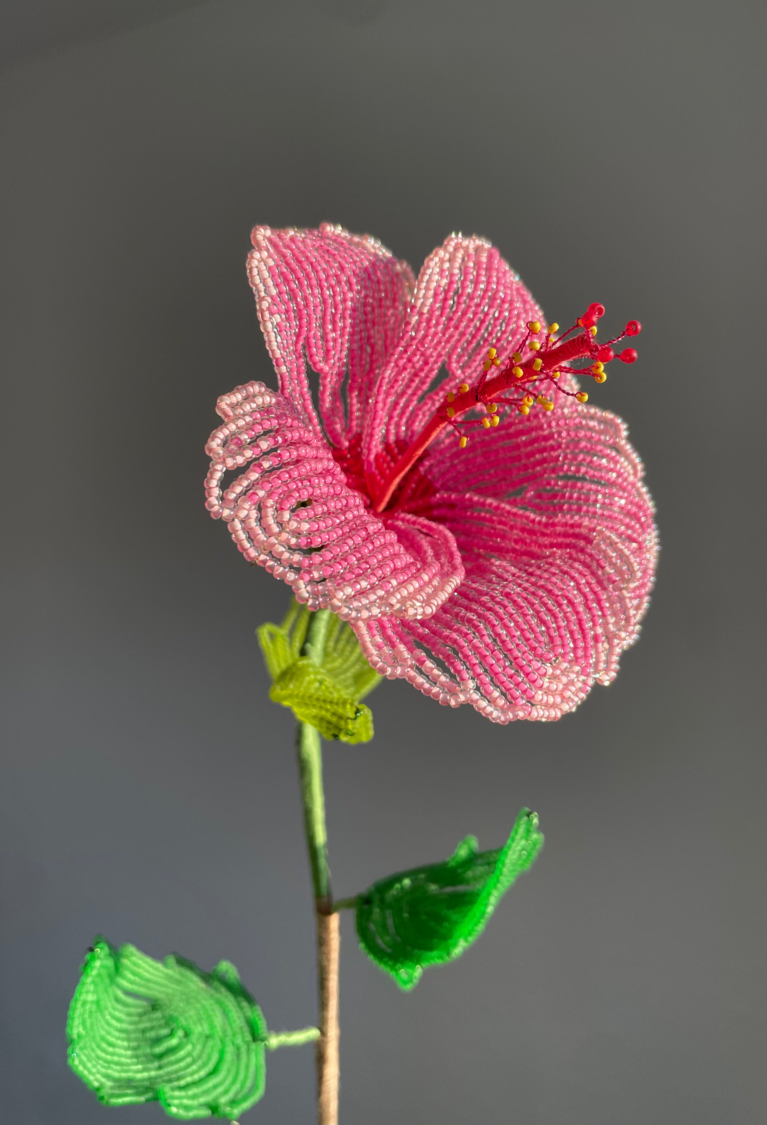 Pink Hibiscus