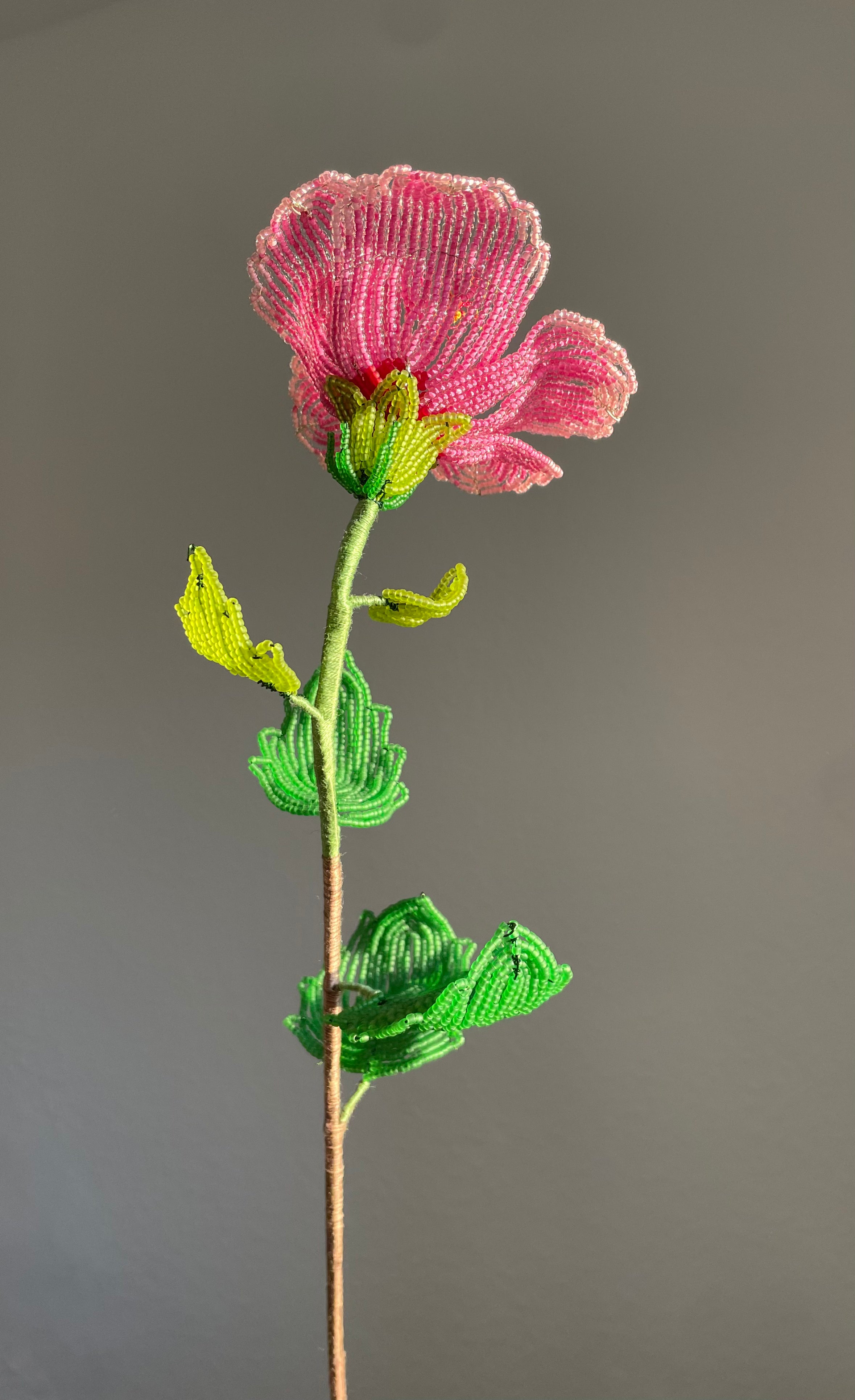 Pink Hibiscus
