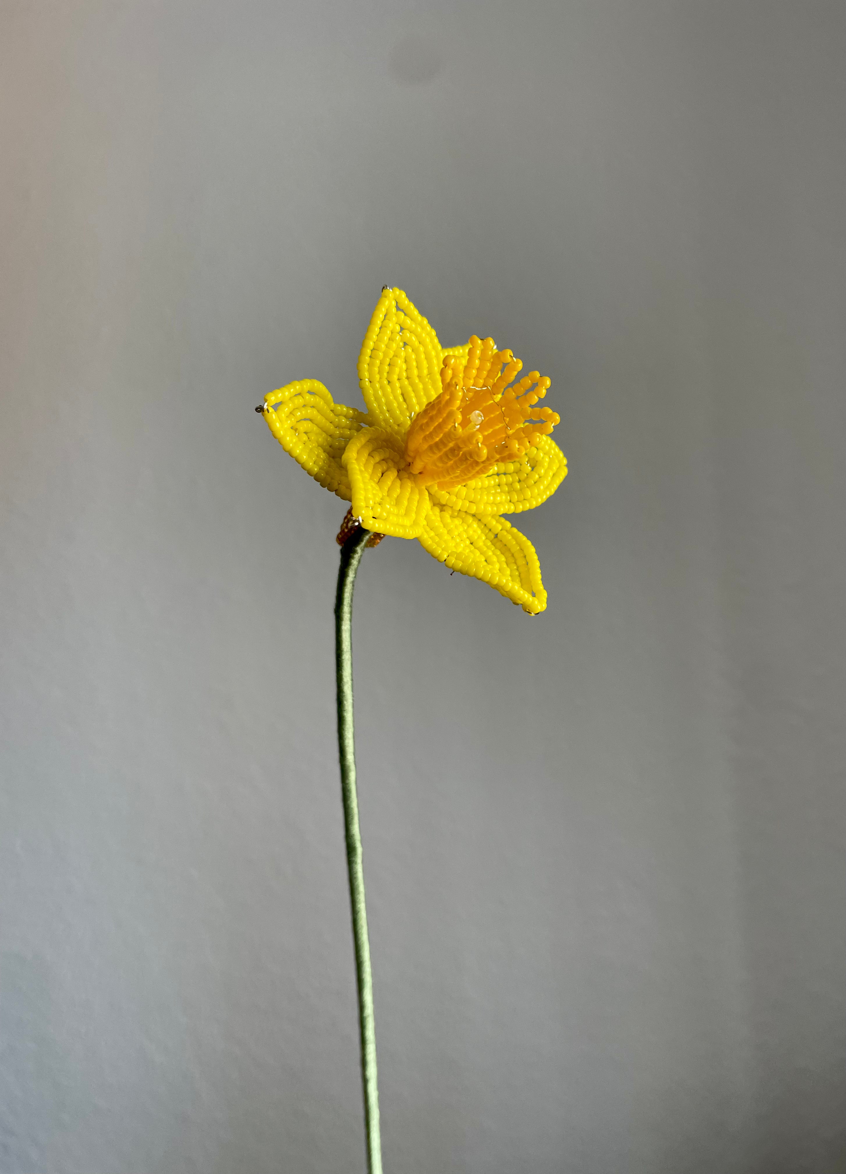 Daffodil