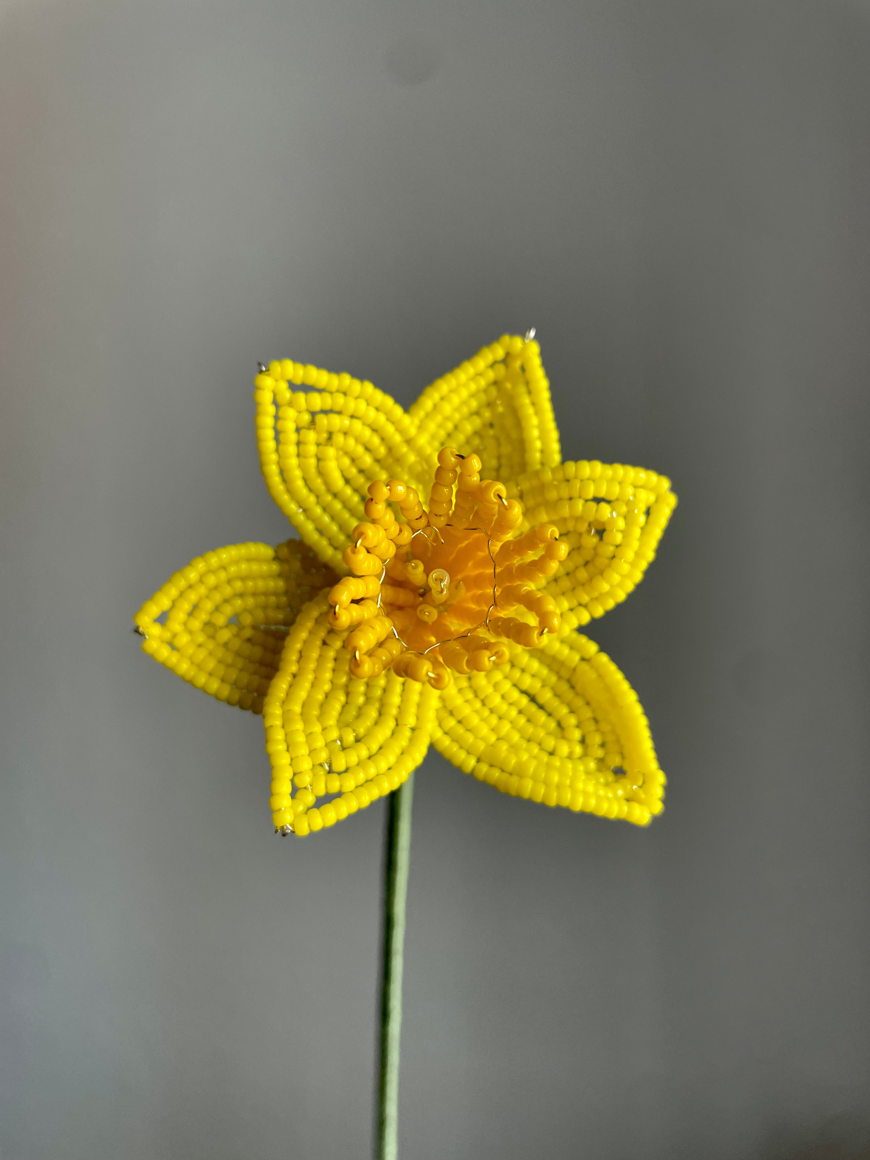 Daffodil