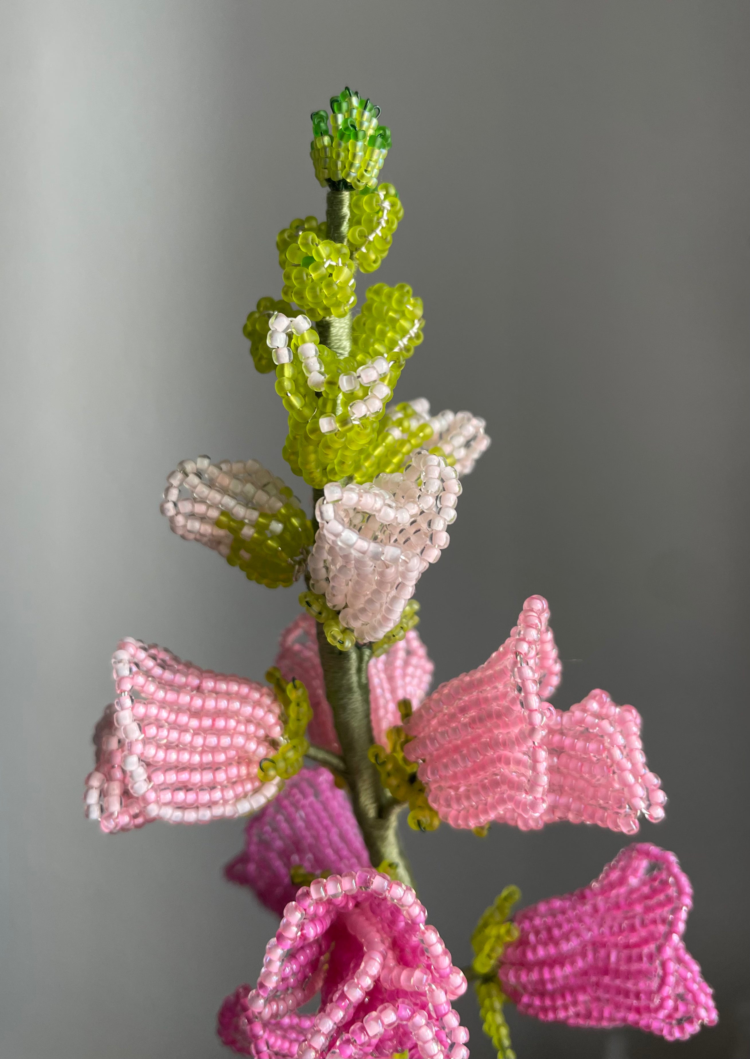 Pink snapdragon