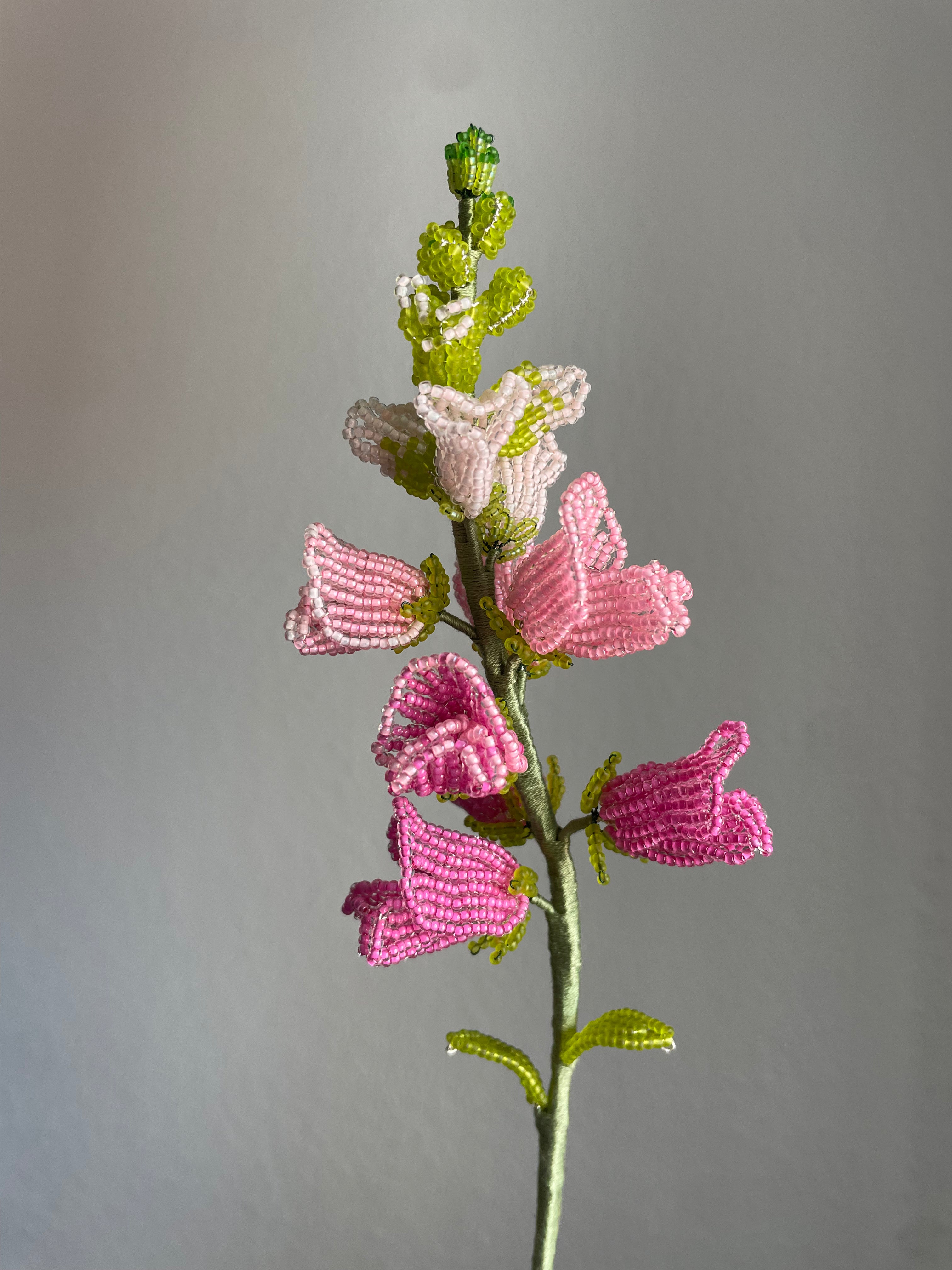 Pink snapdragon