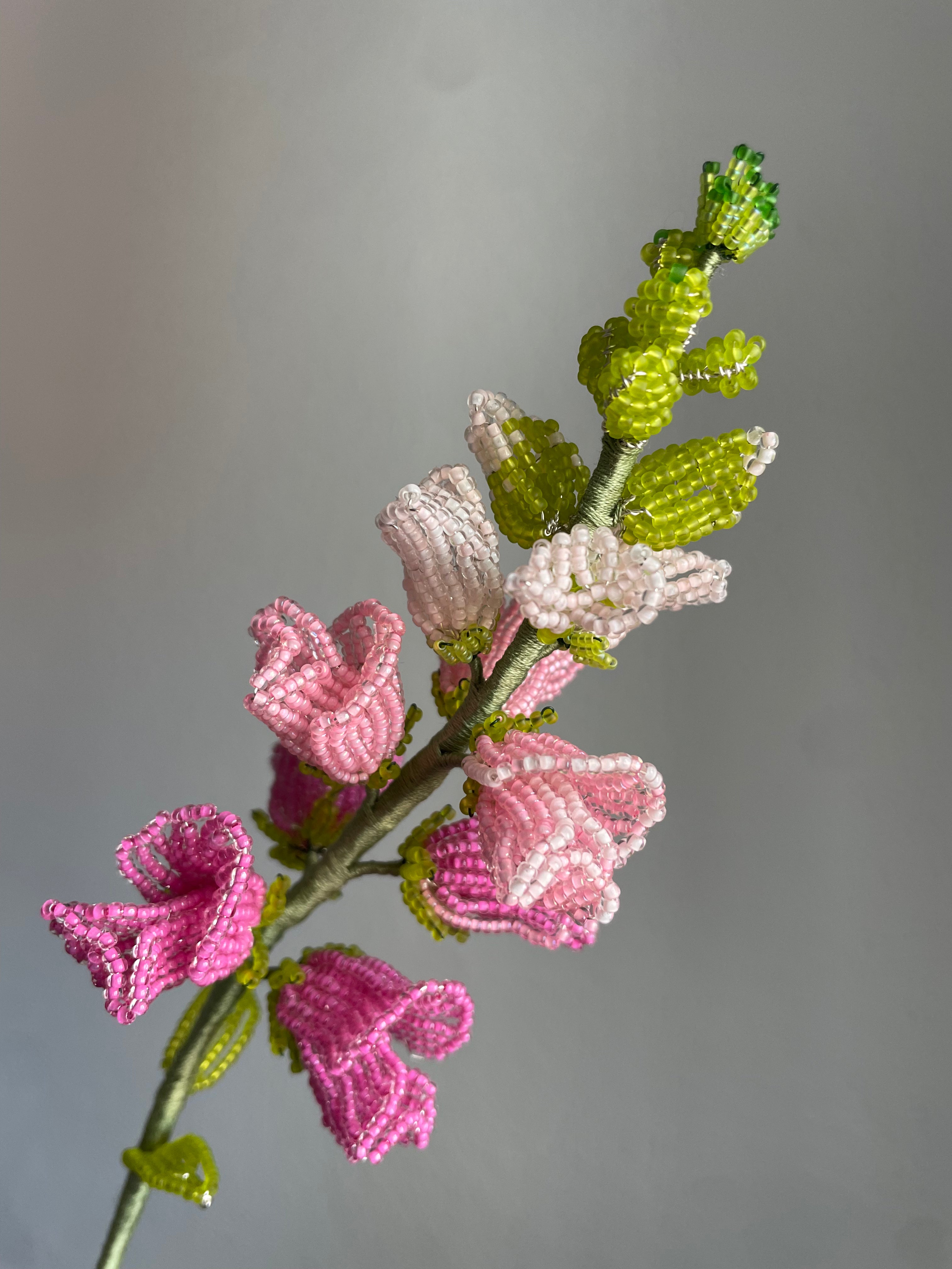 Pink snapdragon