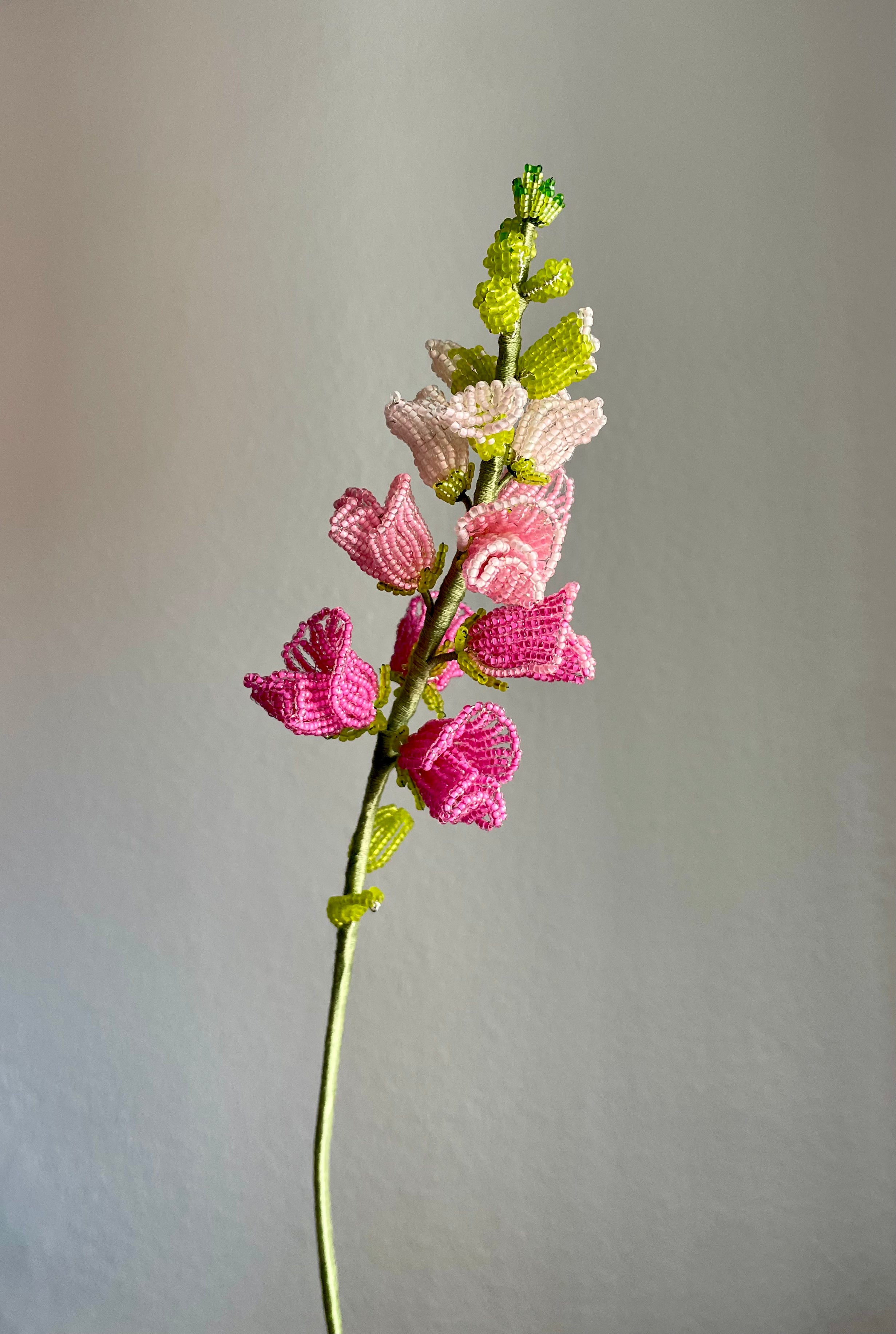 Pink snapdragon