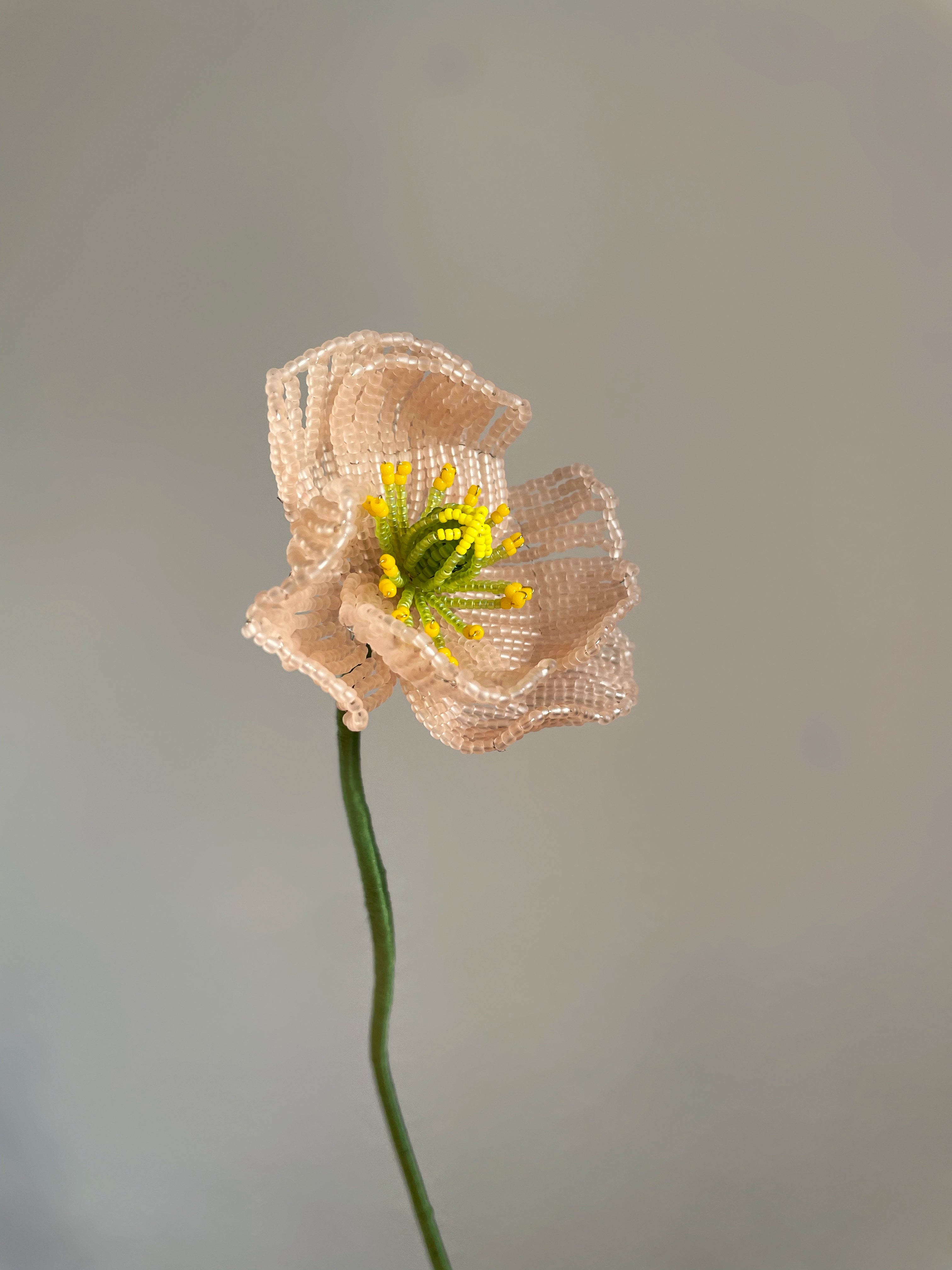 Icelandic poppy