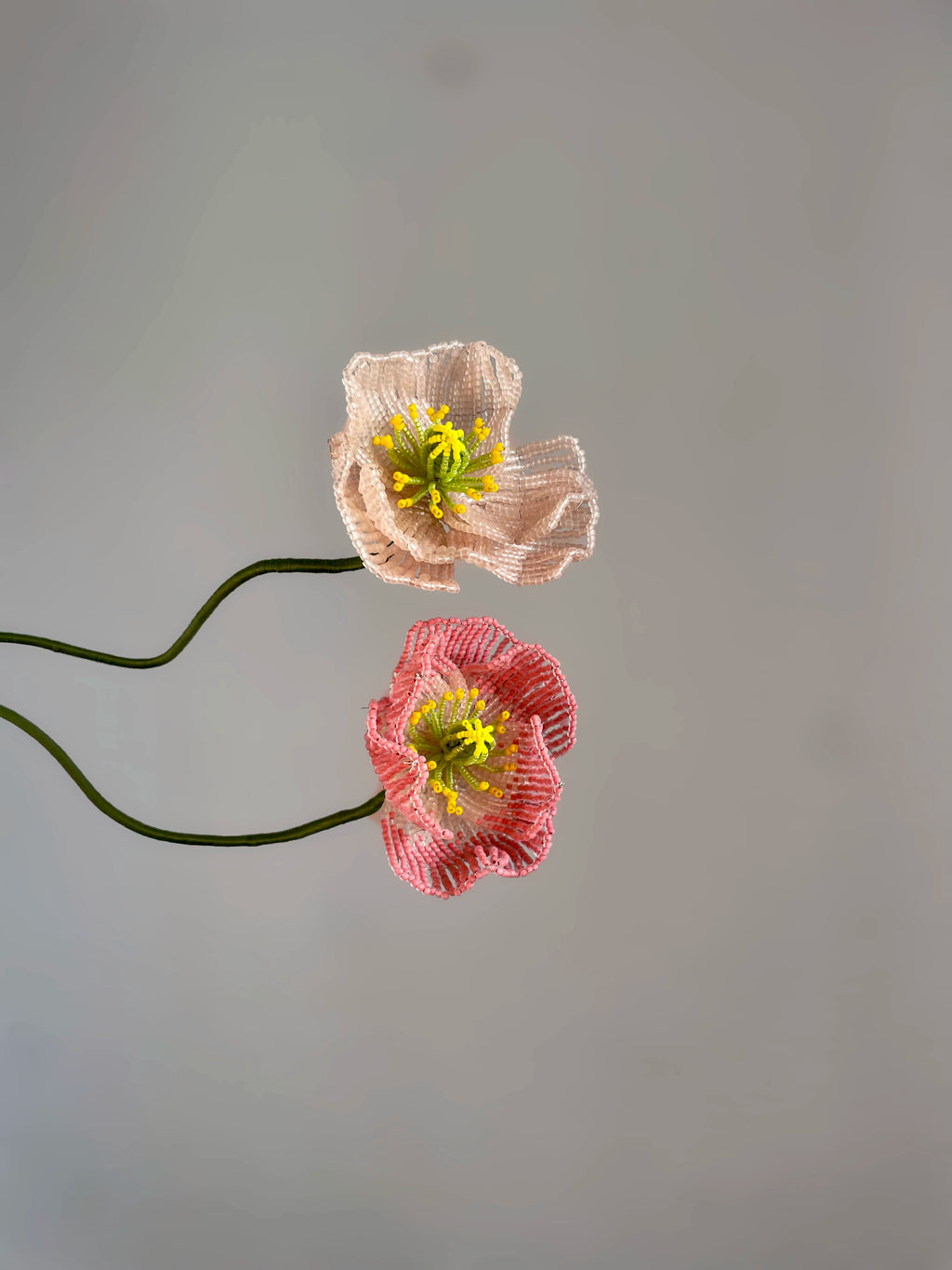 Icelandic poppy