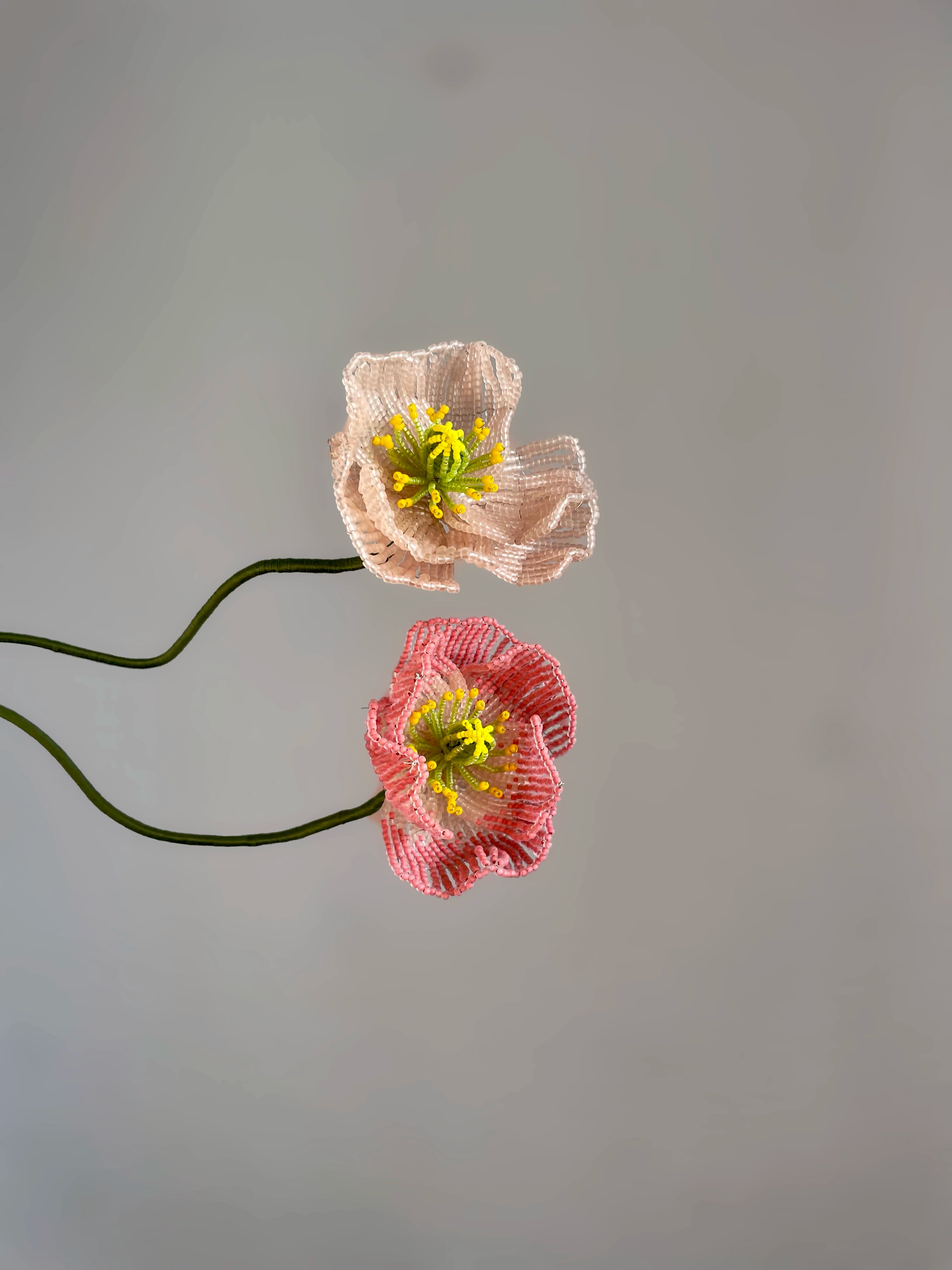 Icelandic poppy