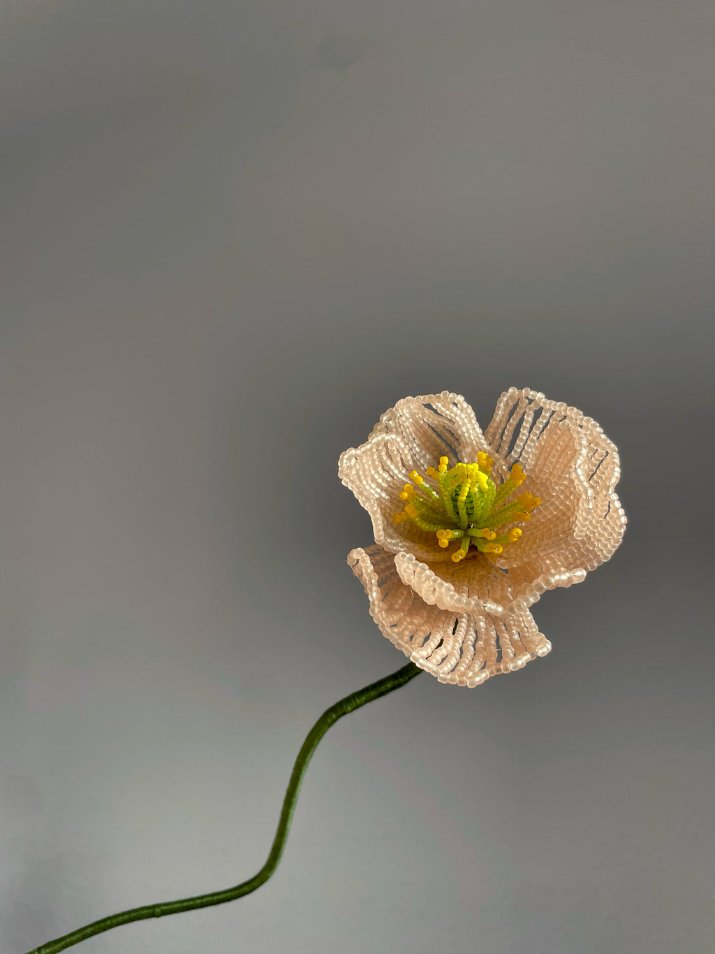 Icelandic poppy